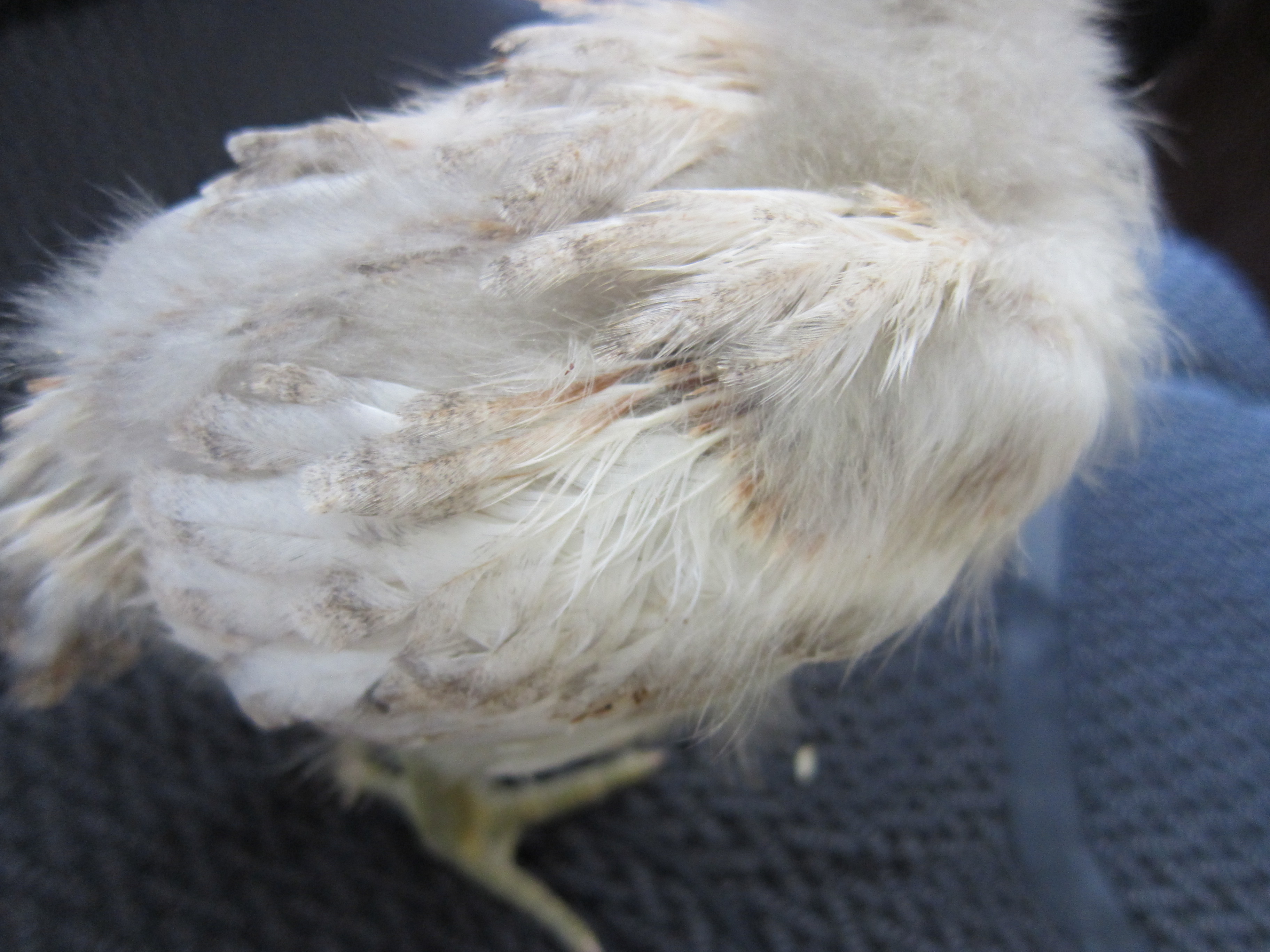 Feathers, Ameraucana (Prim)