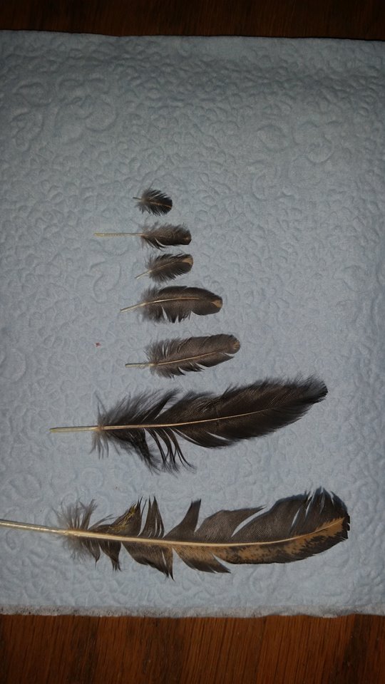 Feathers as she grows