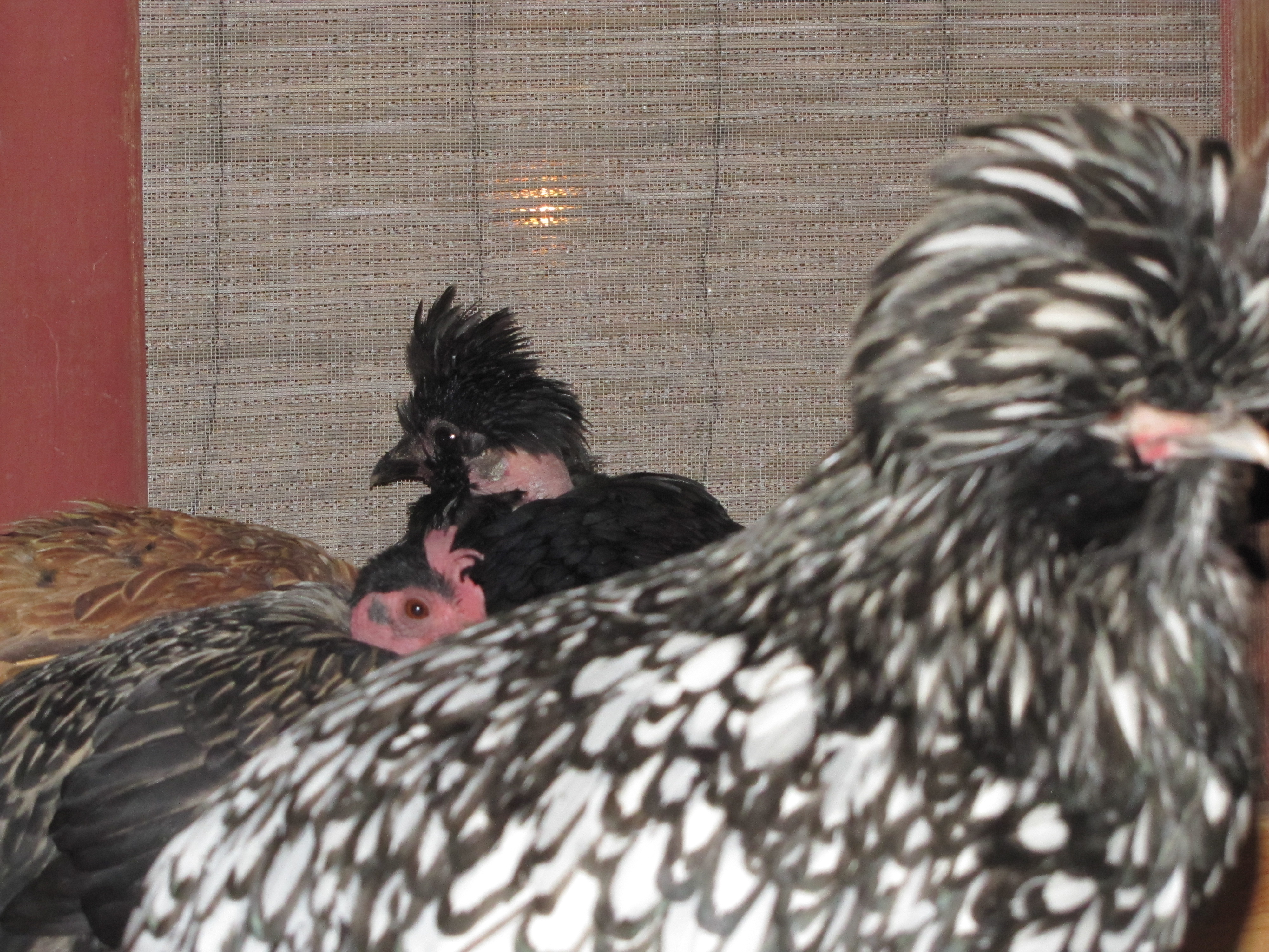 feathers for NN/EE breeding ?