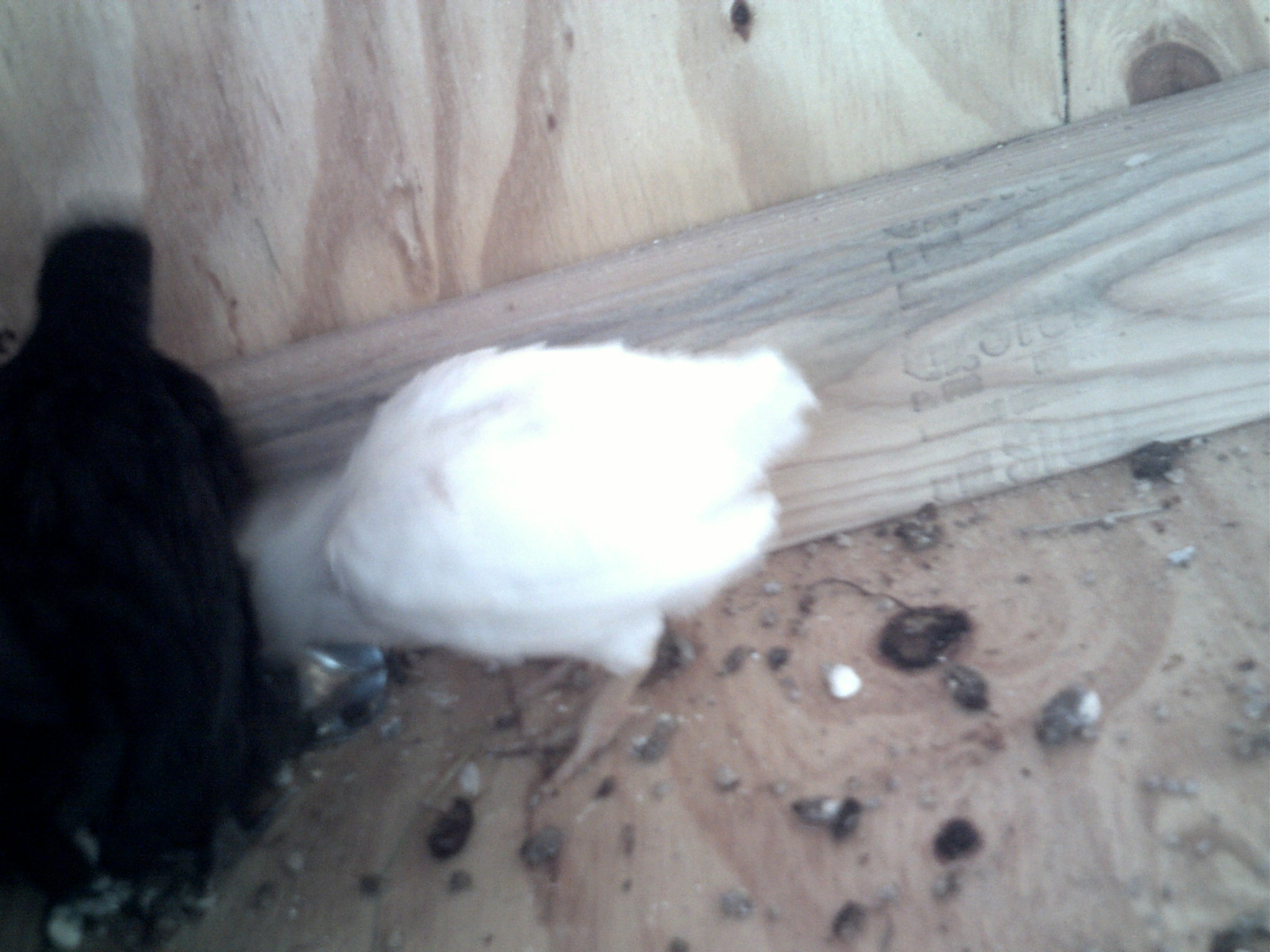 feathers missing on back