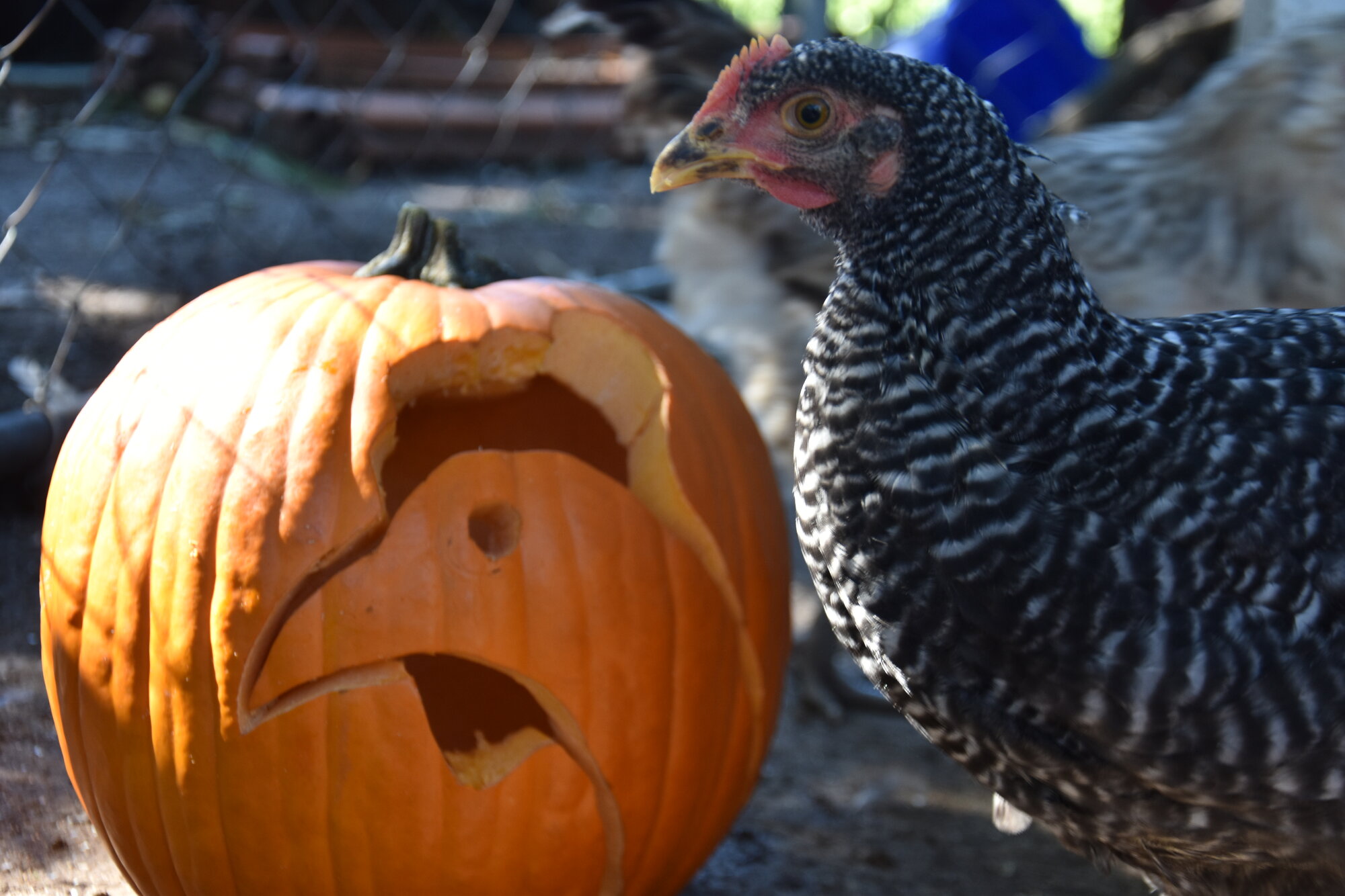 Feathers of Fall 1.jpg