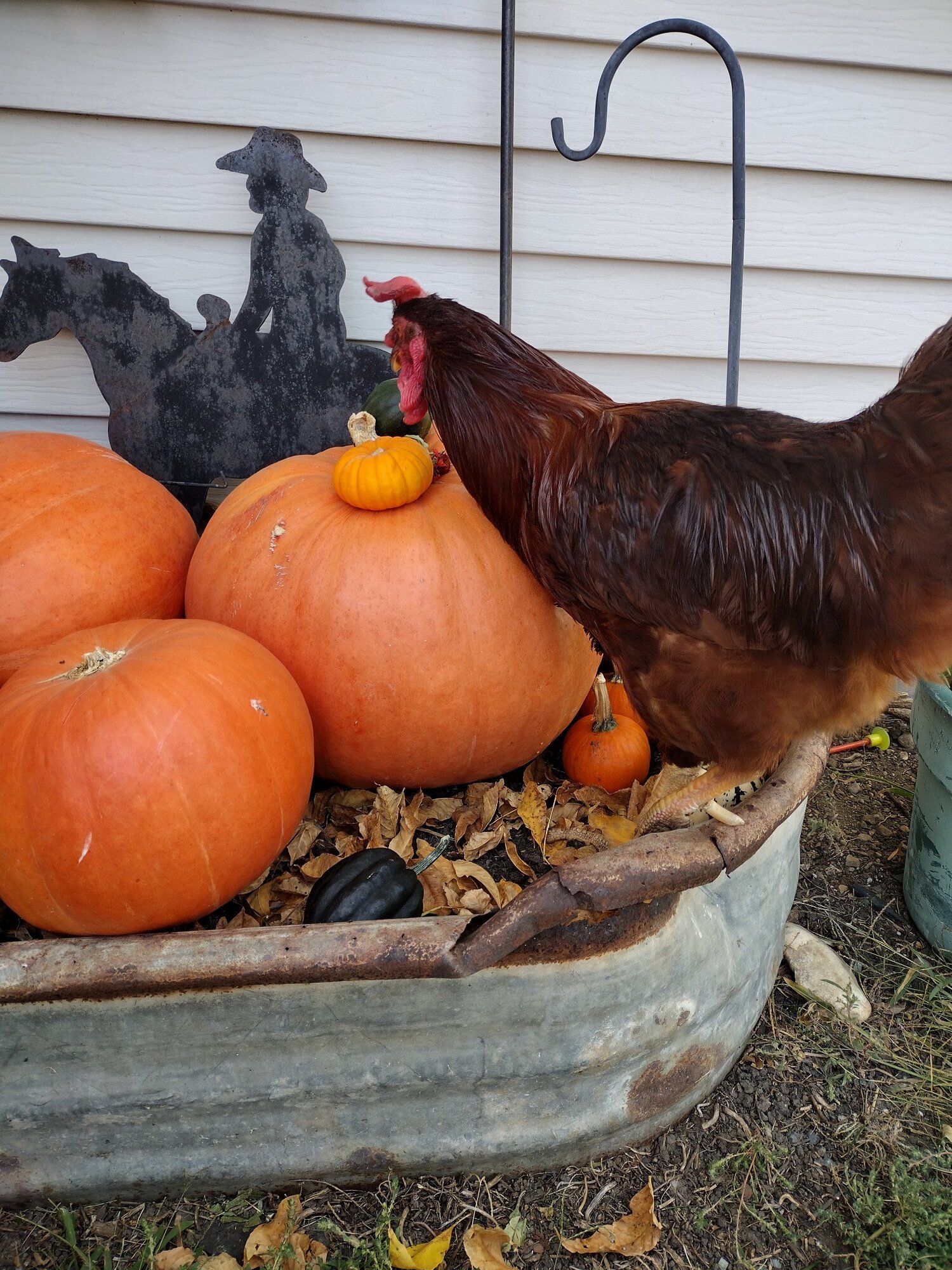 Feathers of Fall 10.jpg