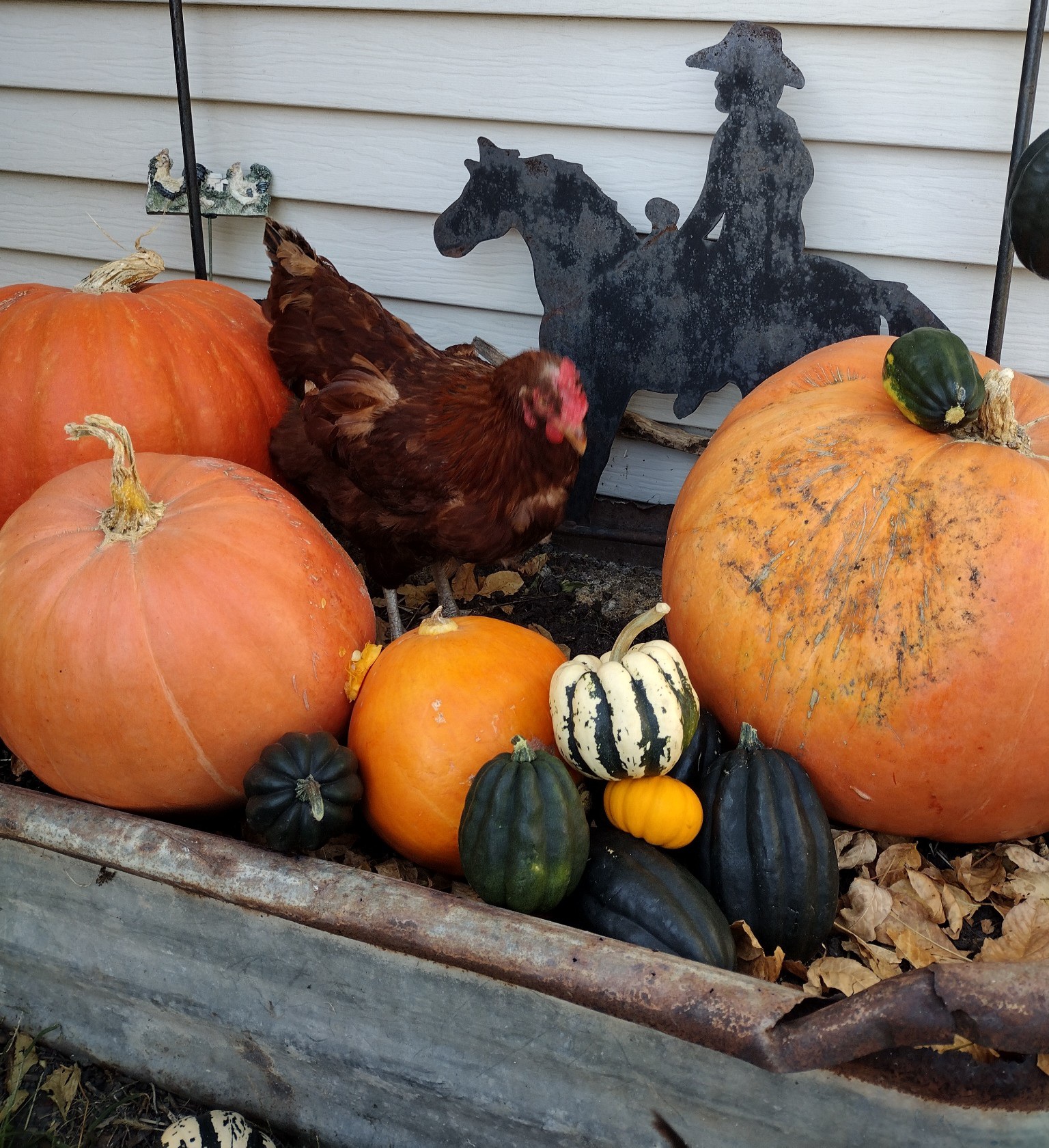 Feathers of Fall 11.jpg