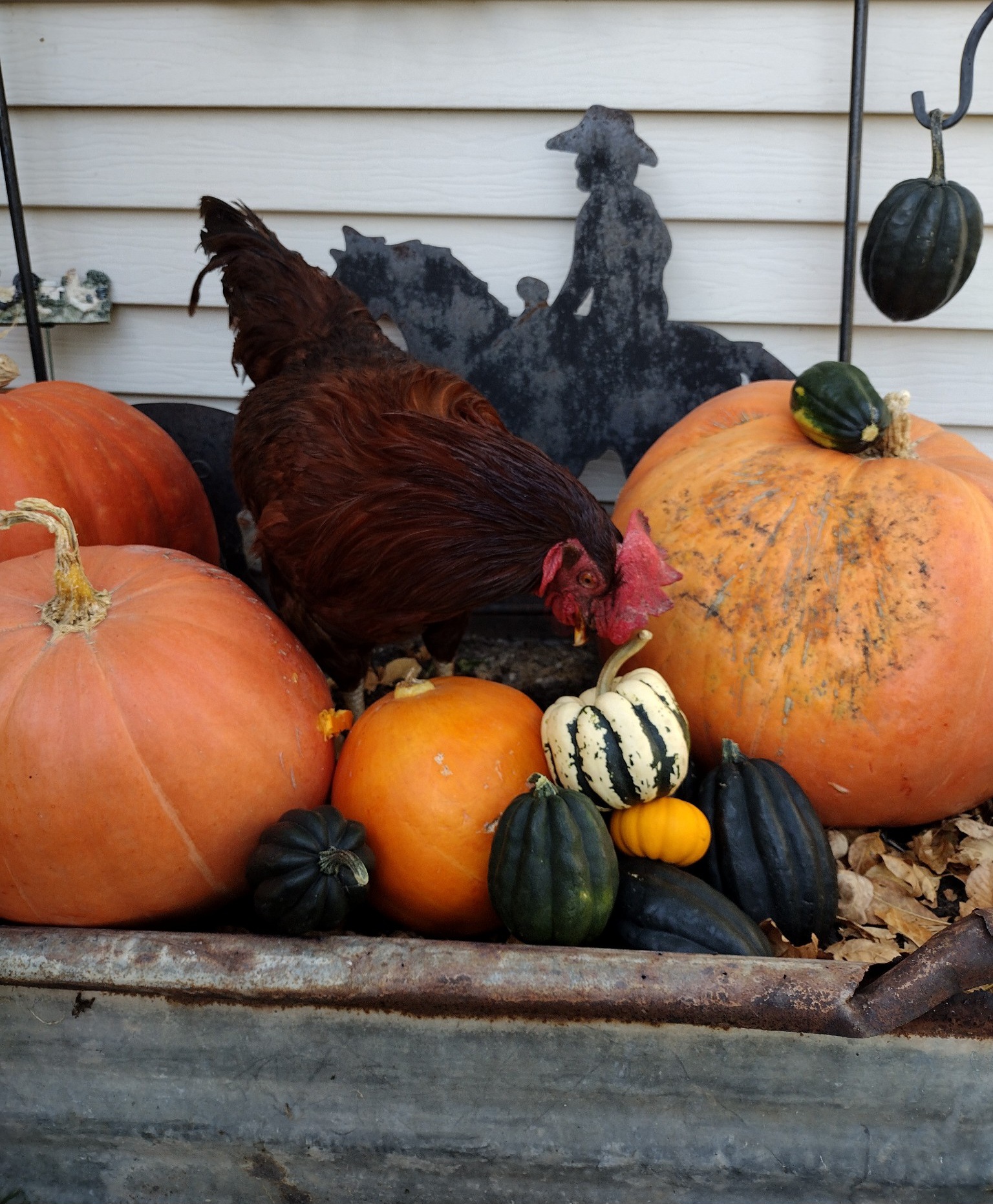 Feathers of Fall 12.jpg