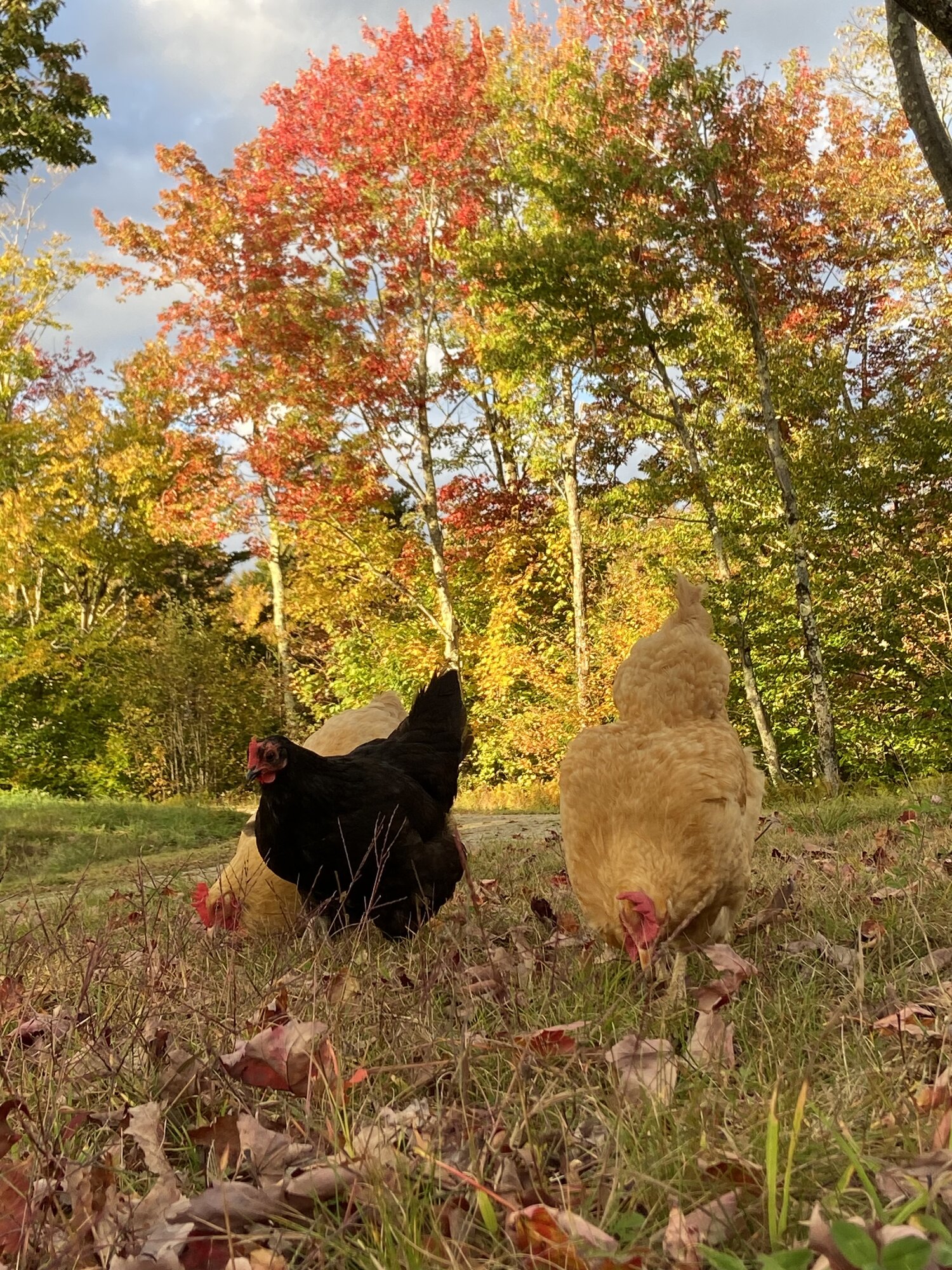 Feathers of Fall 13.jpg
