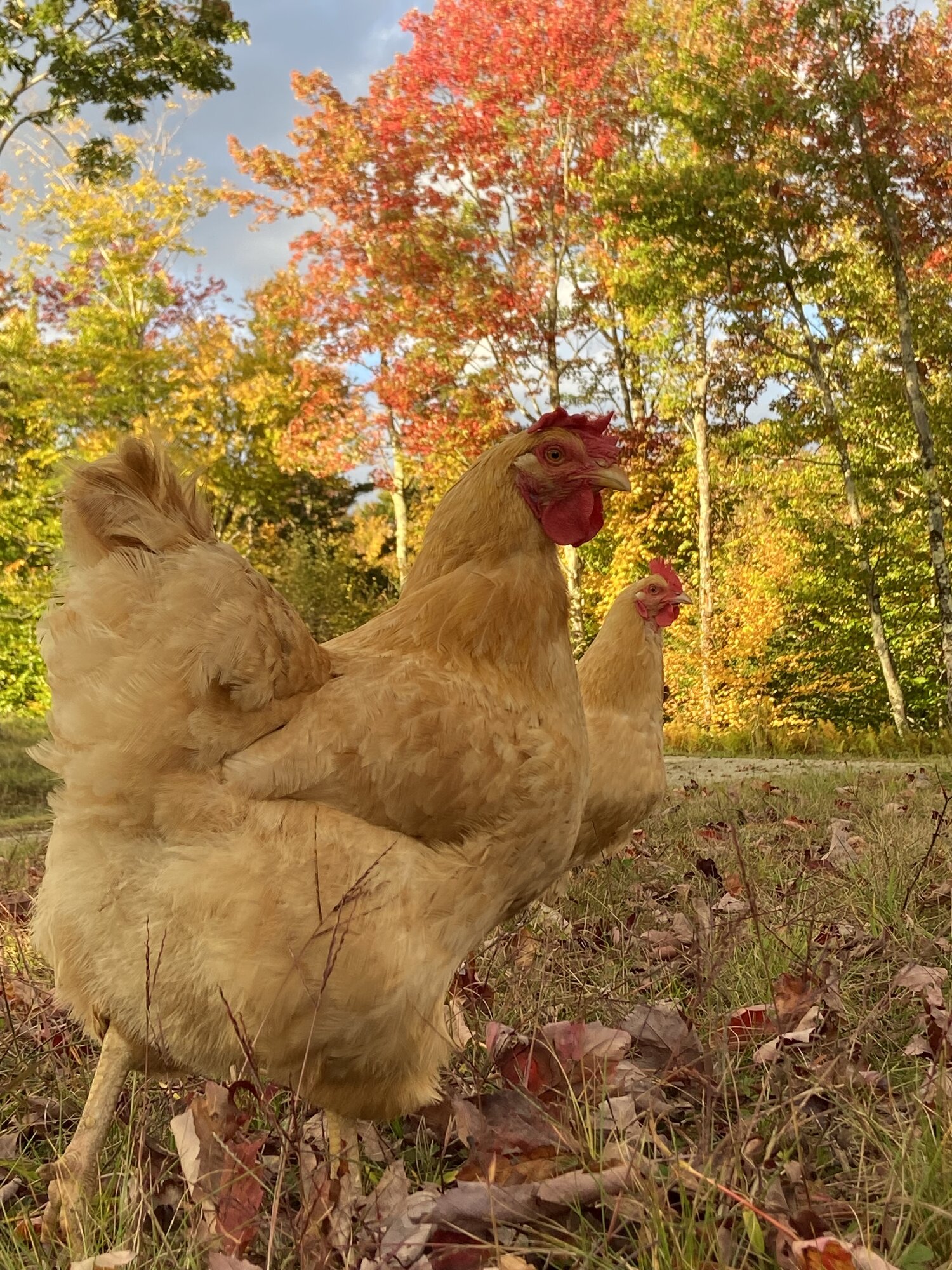 Feathers of Fall 14.jpg