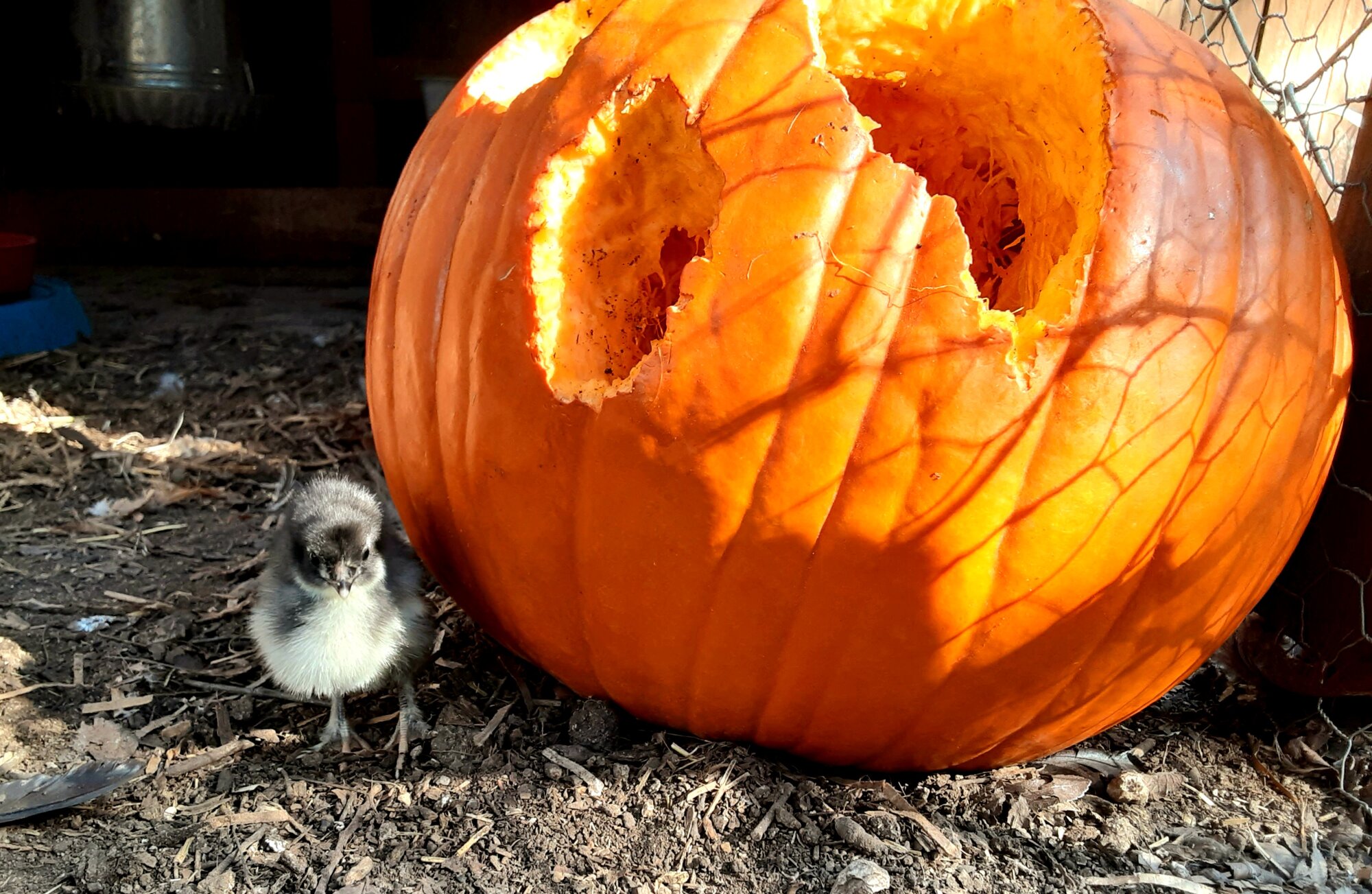 Feathers of Fall 16.jpg