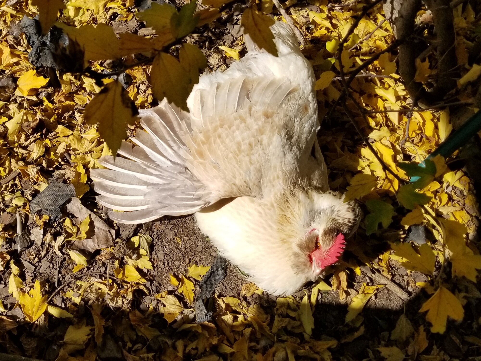 Feathers of Fall 17.jpg