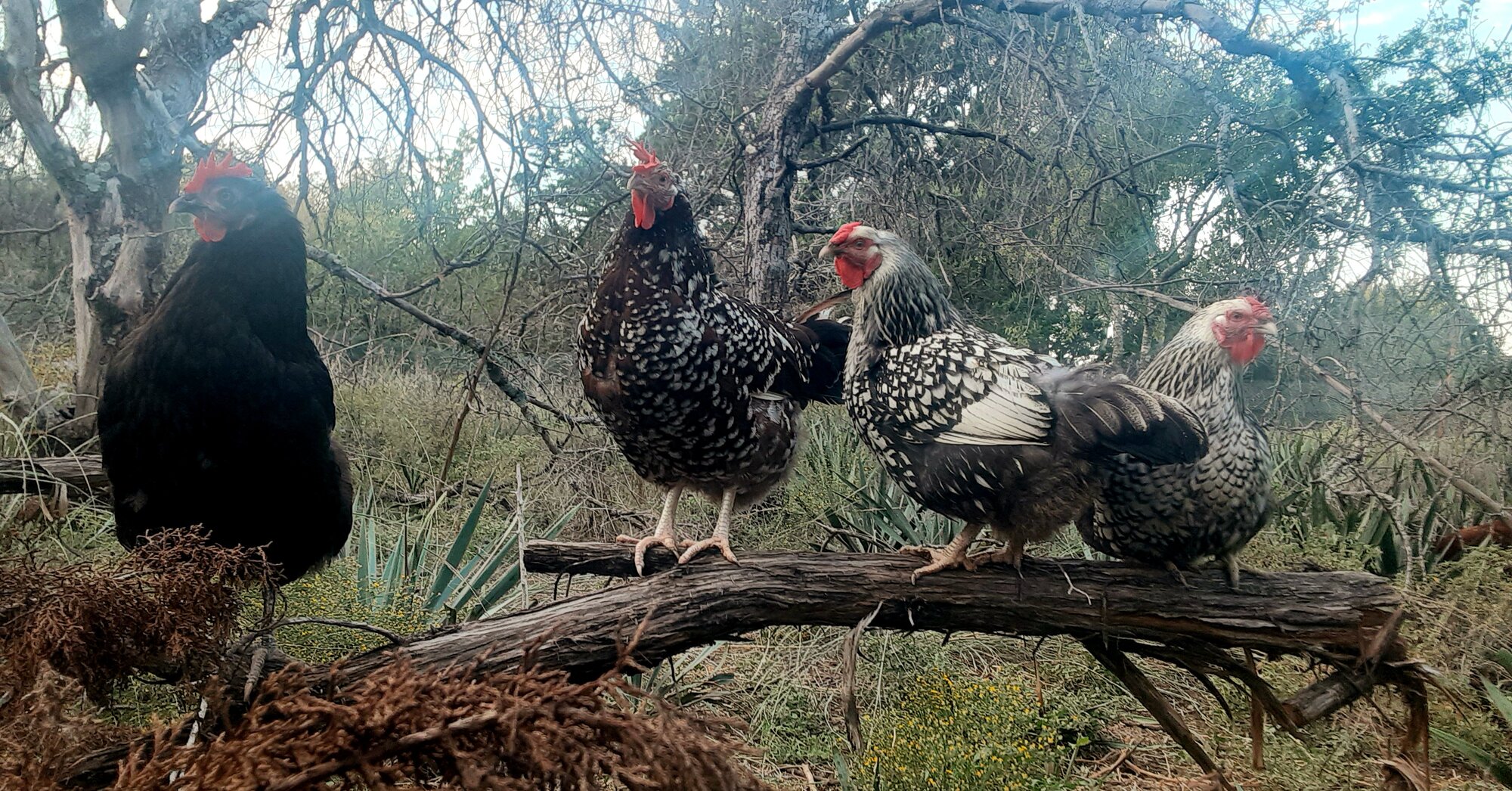 Feathers of Fall 18.jpg
