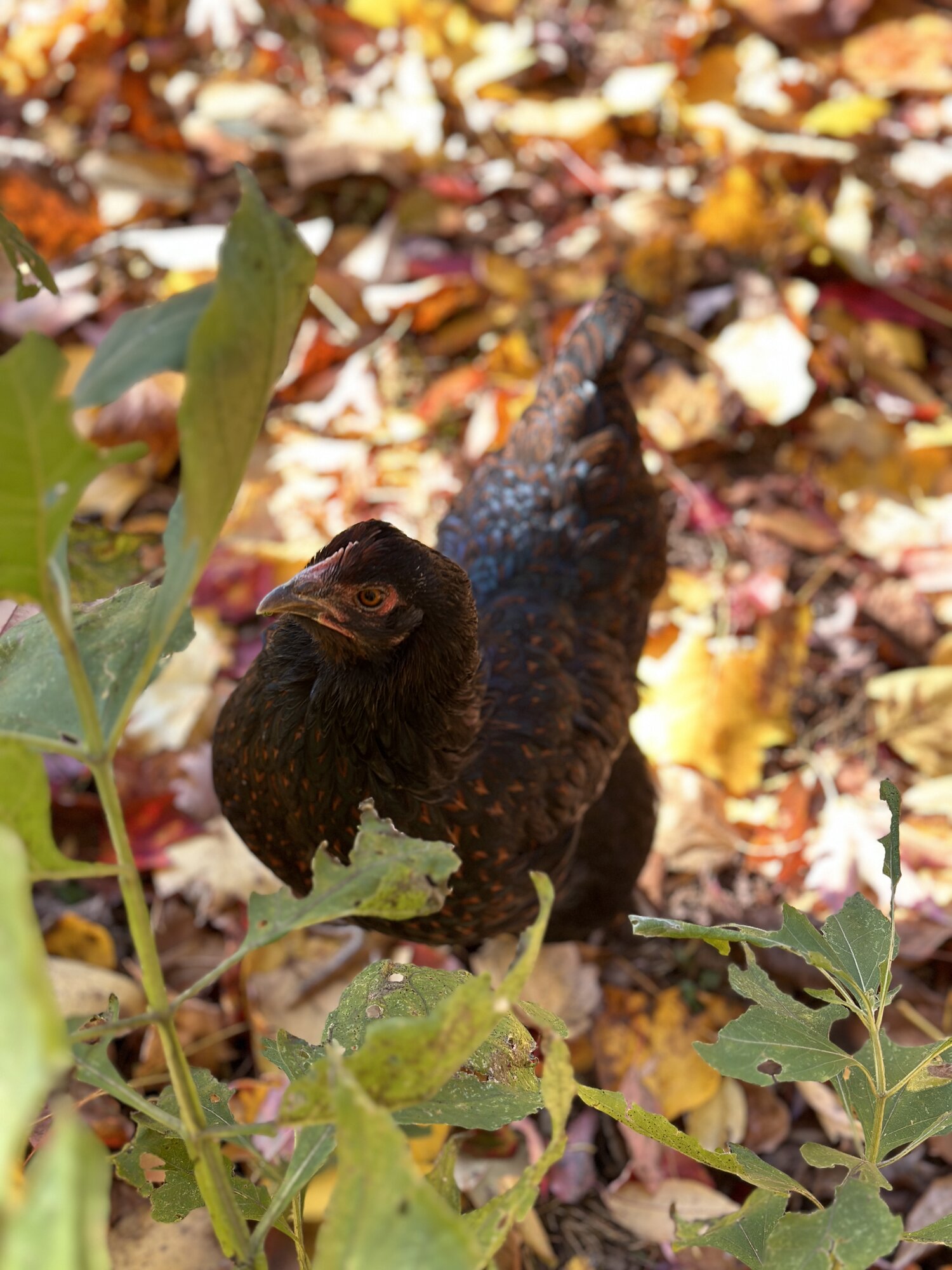 Feathers of Fall 19.jpg