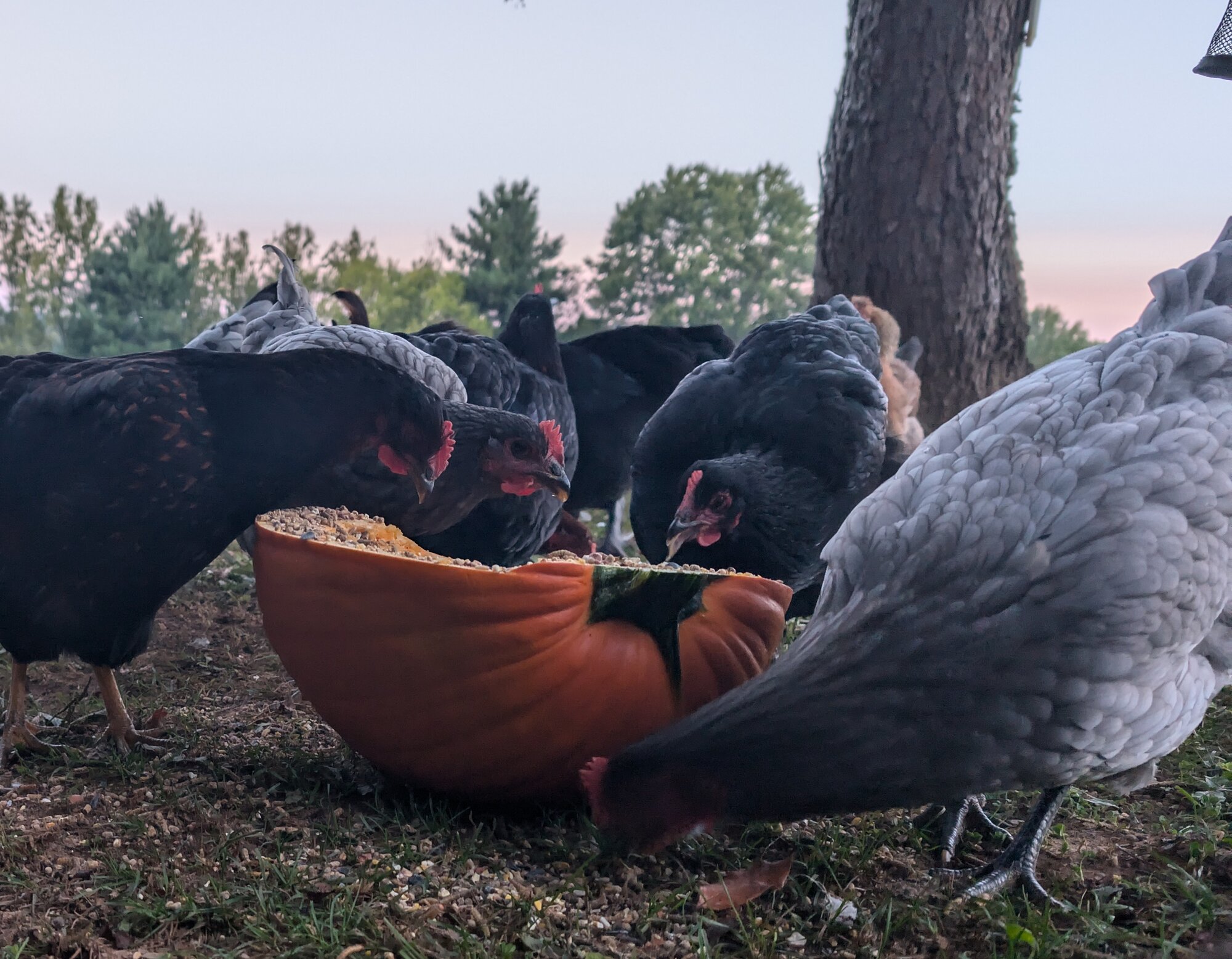 Feathers of Fall 2.jpg