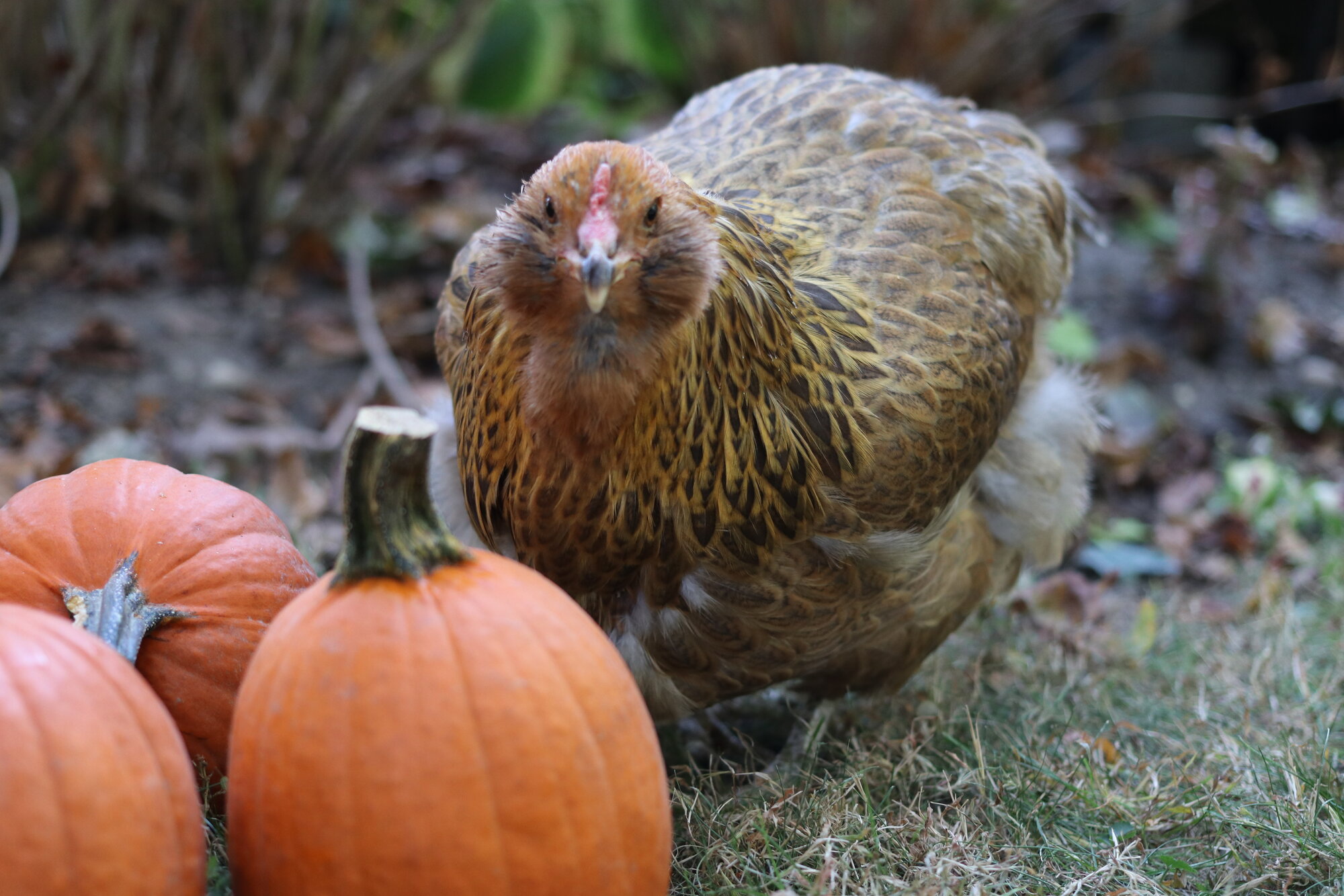 Feathers of Fall 22.jpg