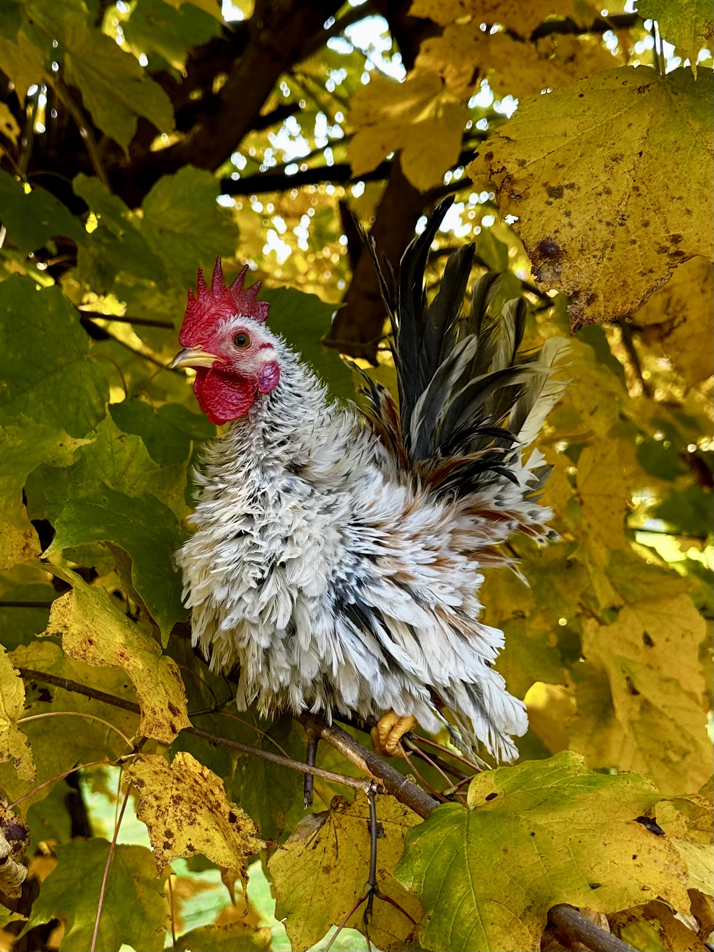 Feathers of Fall 24.jpg