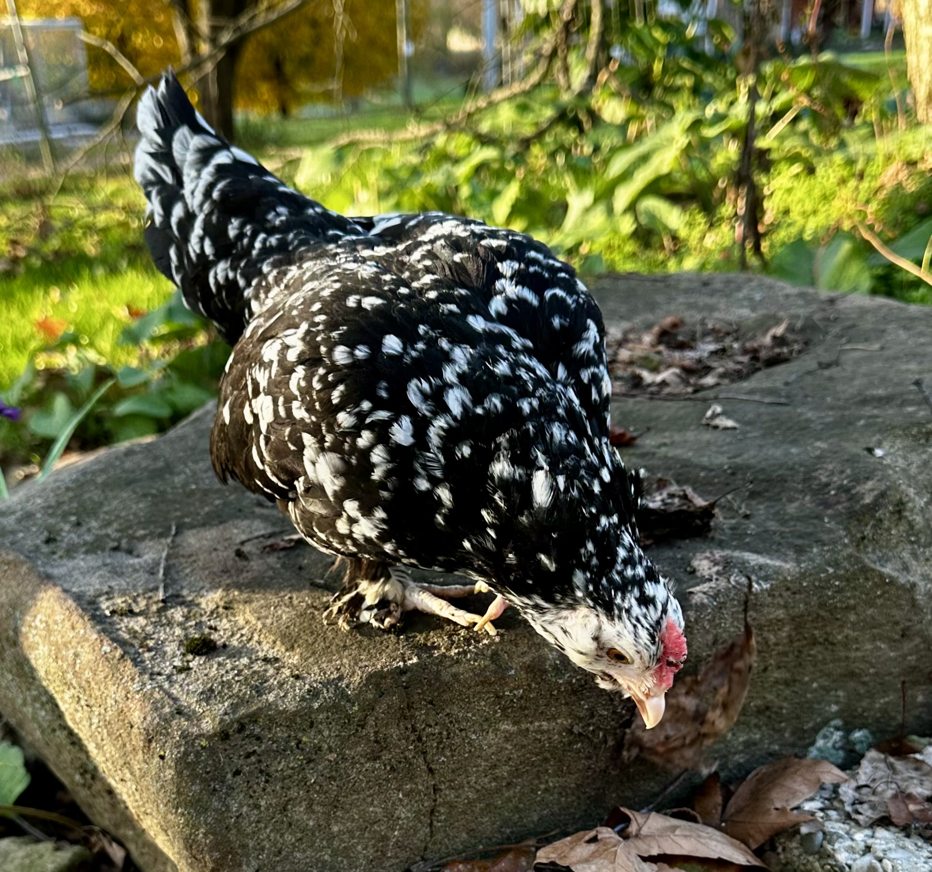 Feathers of Fall 26.jpg