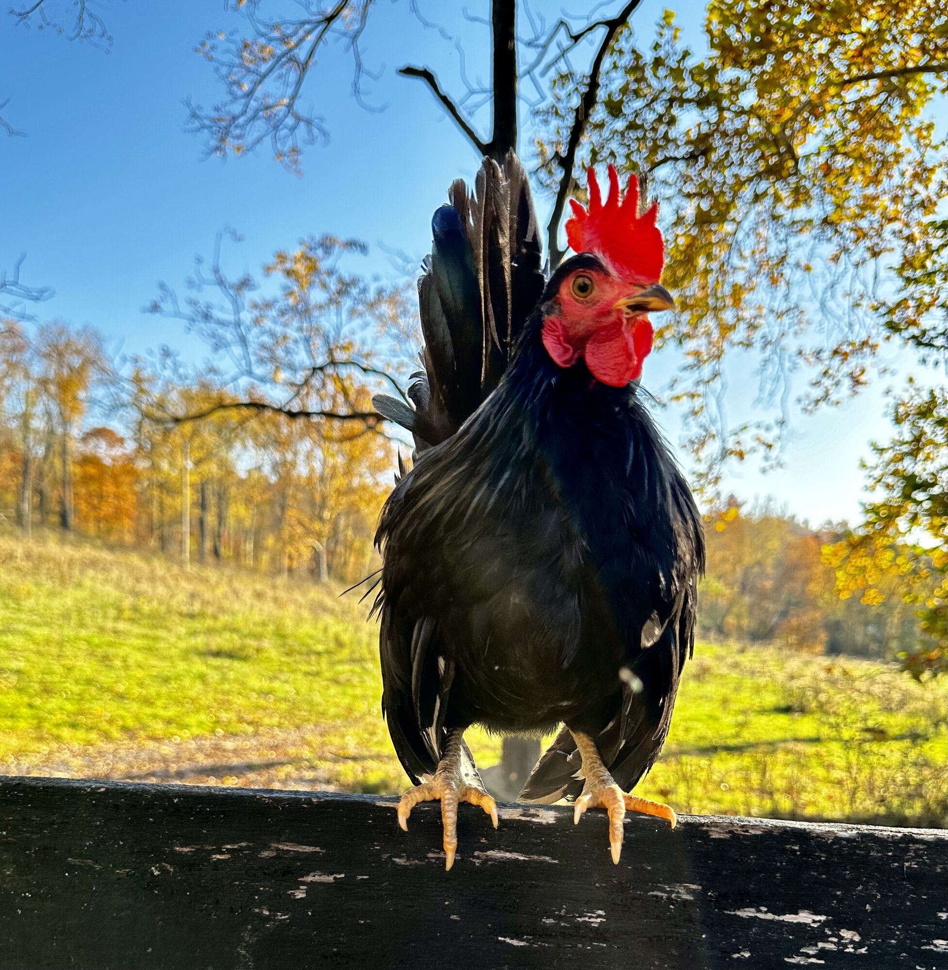 Feathers of Fall 27.jpg