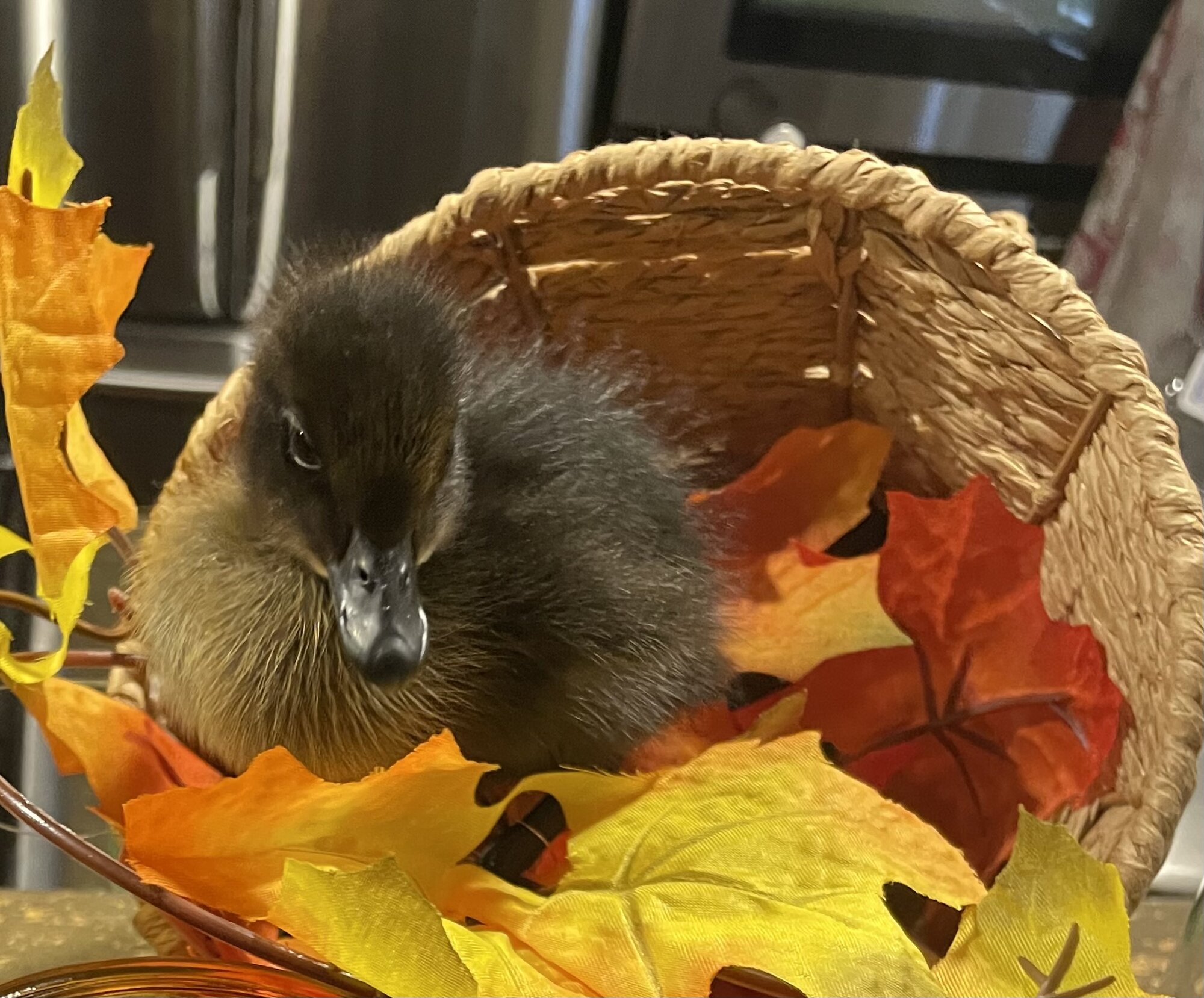 Feathers of Fall 29.jpg