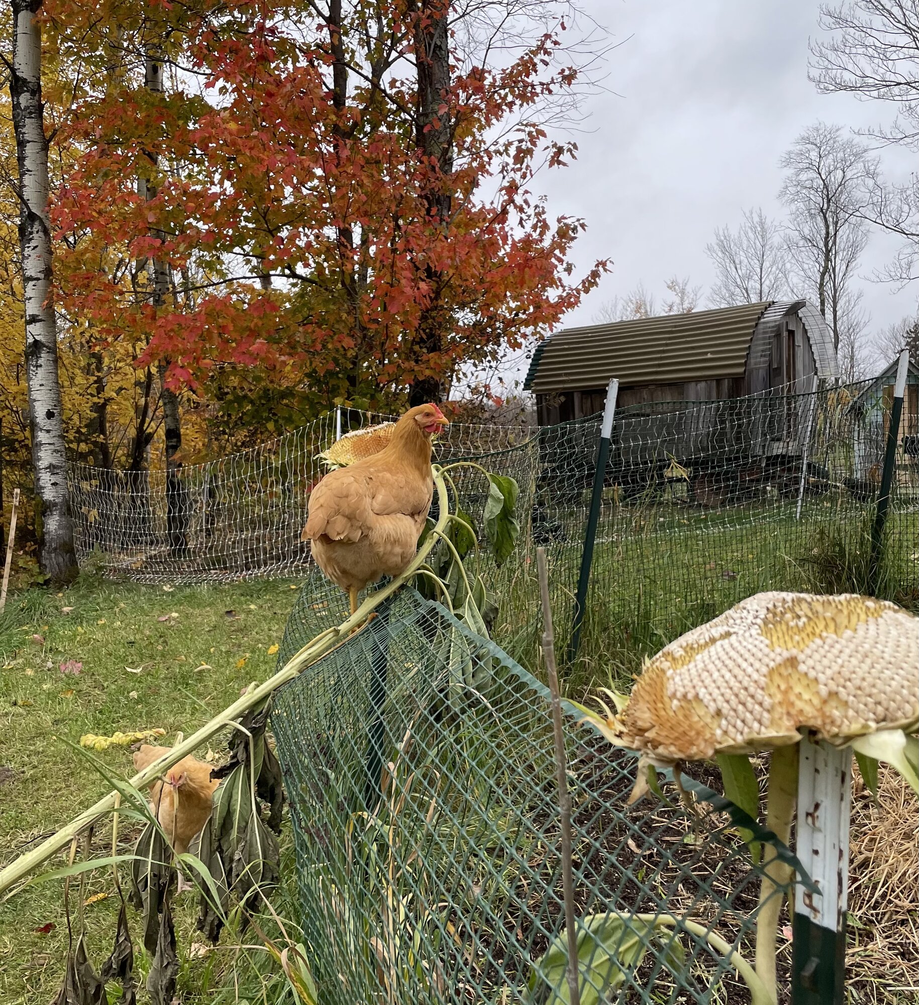Feathers of Fall 3.jpg