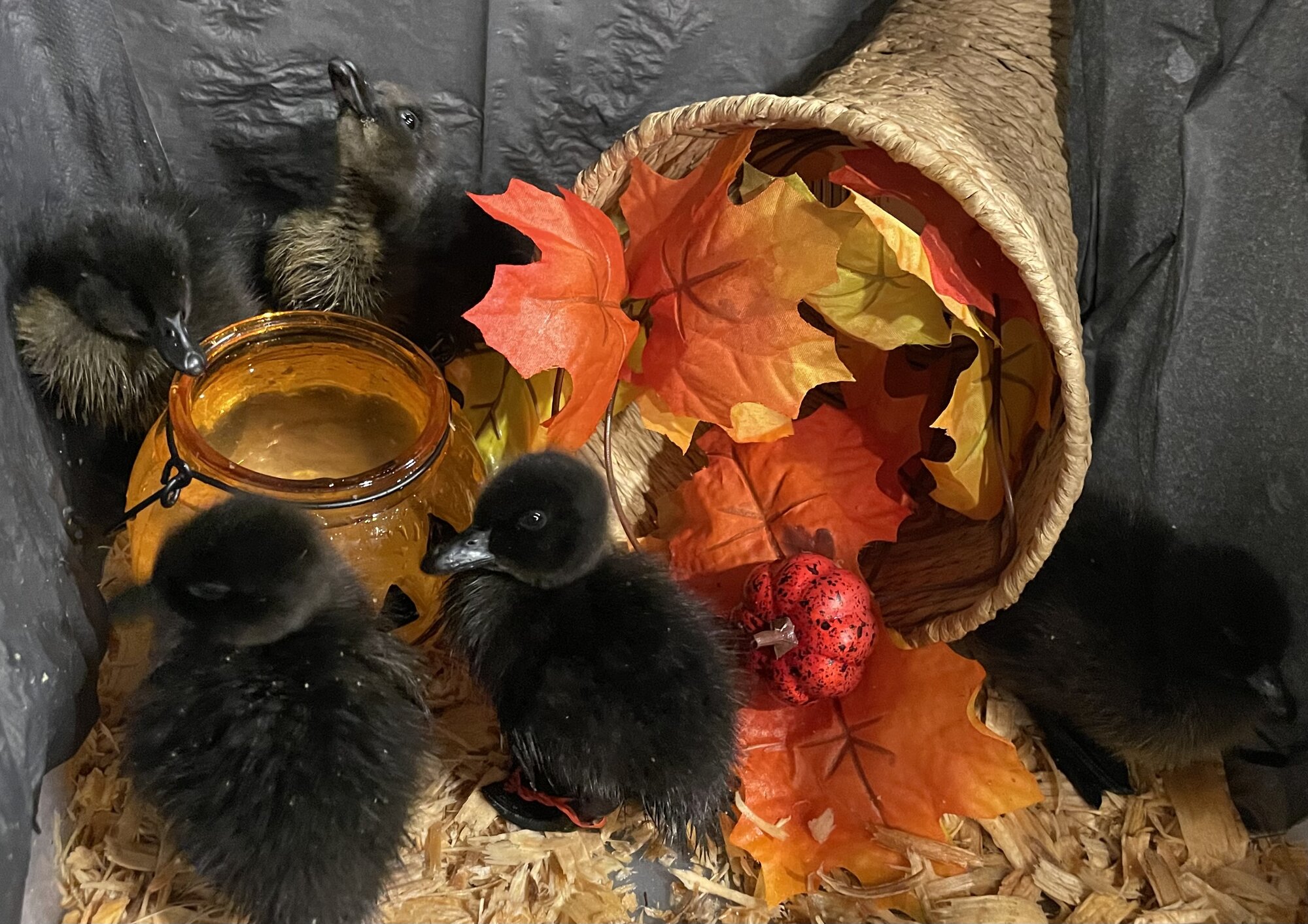 Feathers of Fall 30.jpg