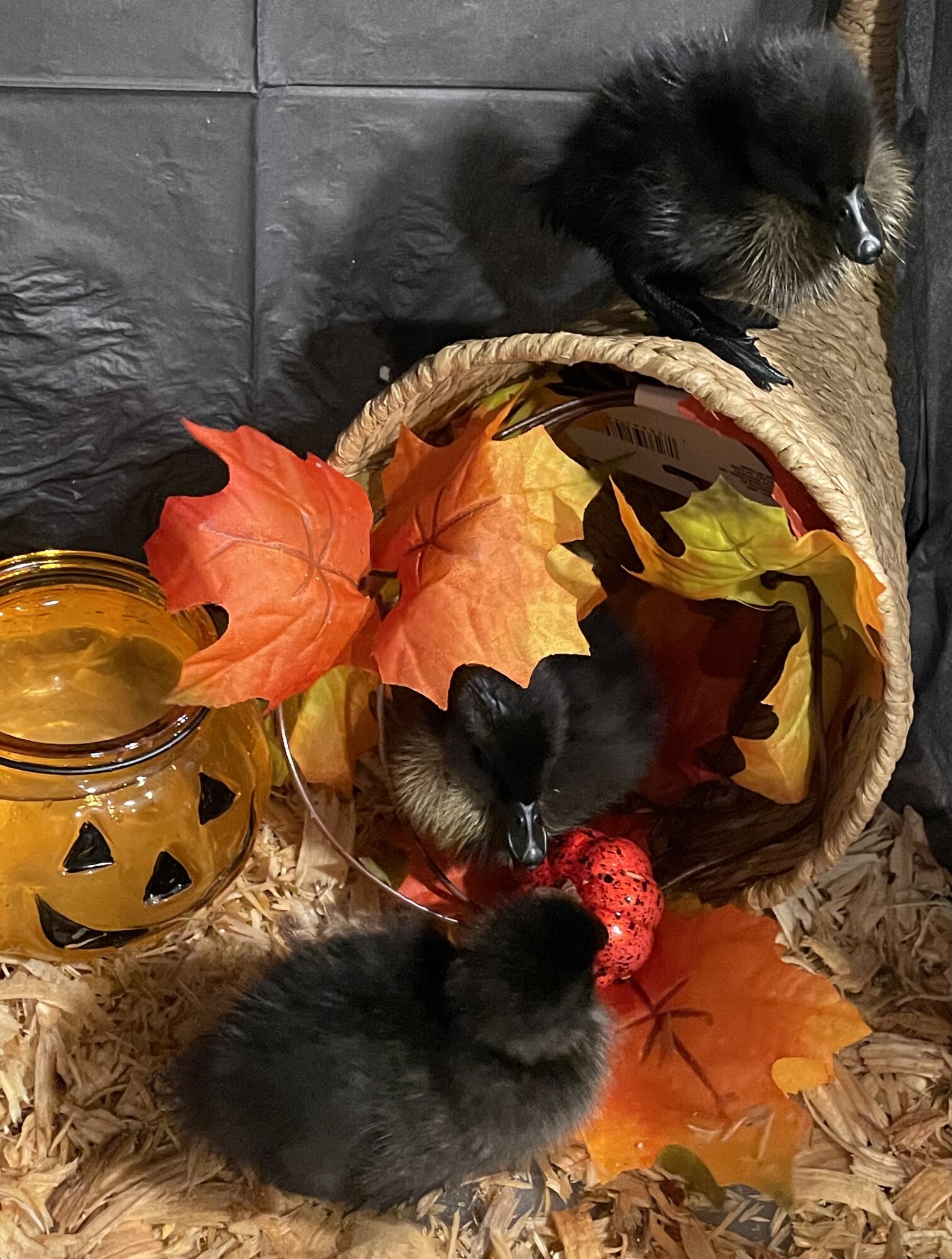 Feathers of Fall 31.jpg