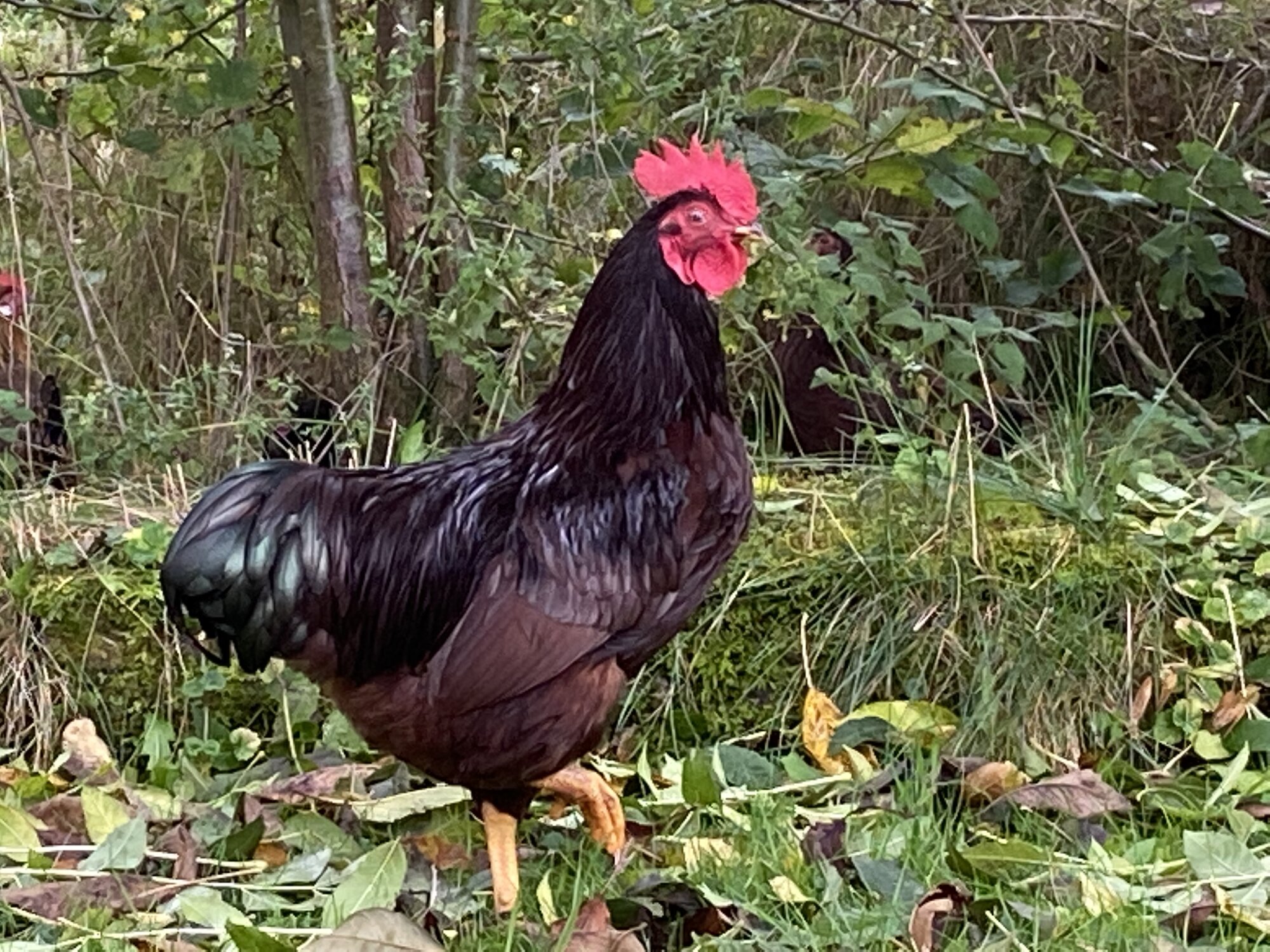 Feathers of Fall 33.jpg