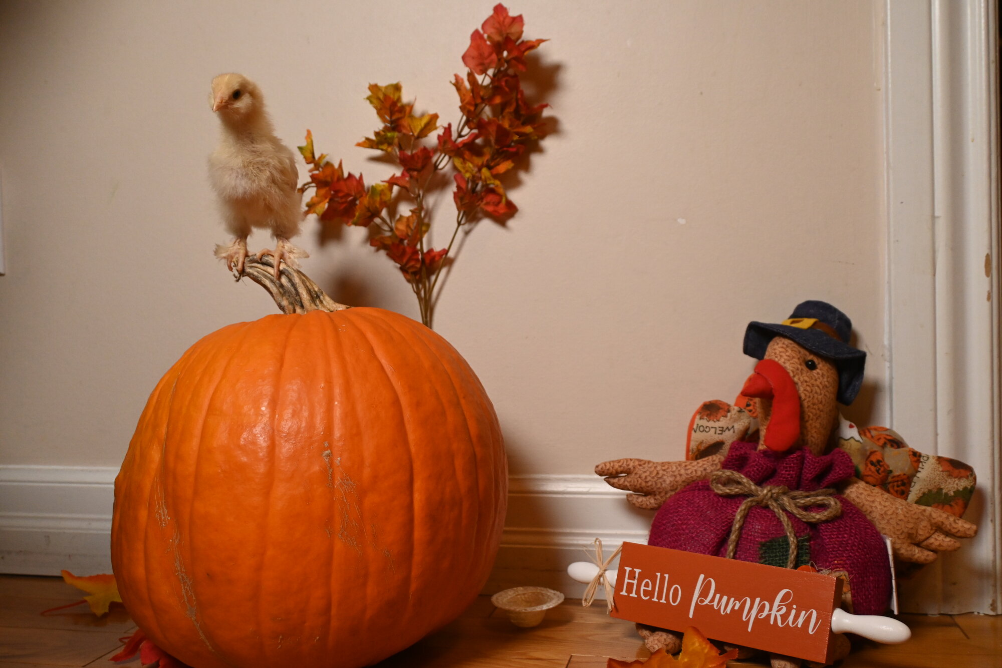 Feathers of Fall 35.jpg