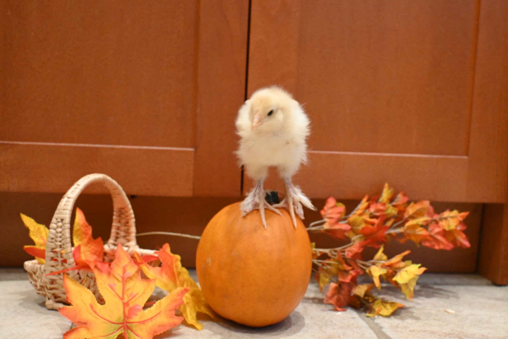 Feathers of Fall 36.jpg