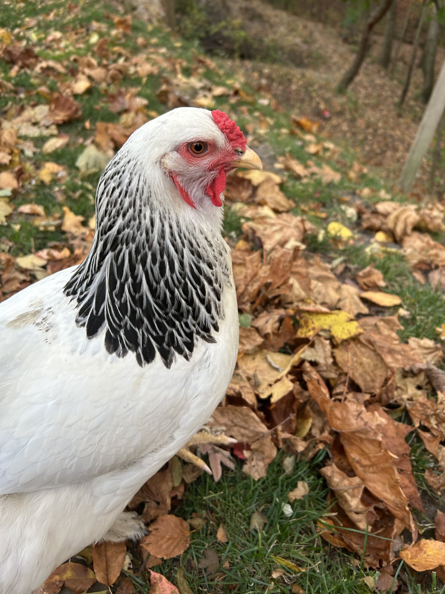 Feathers of Fall 38.jpg