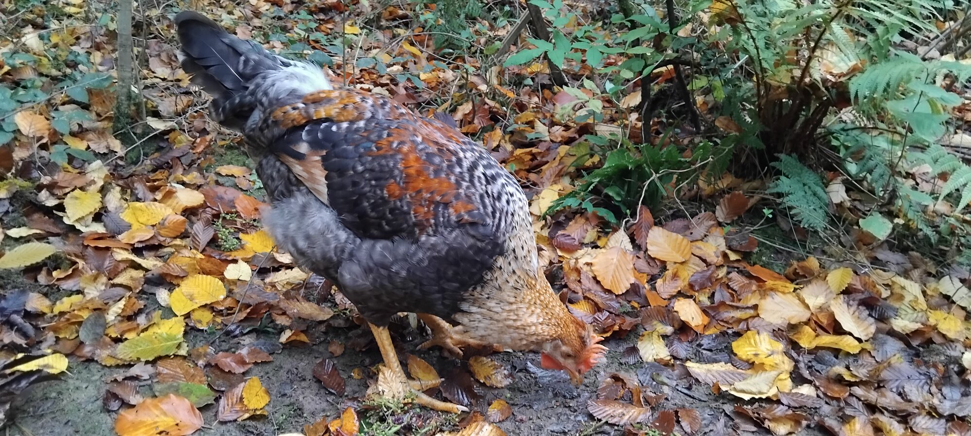 Feathers of Fall 39.jpg