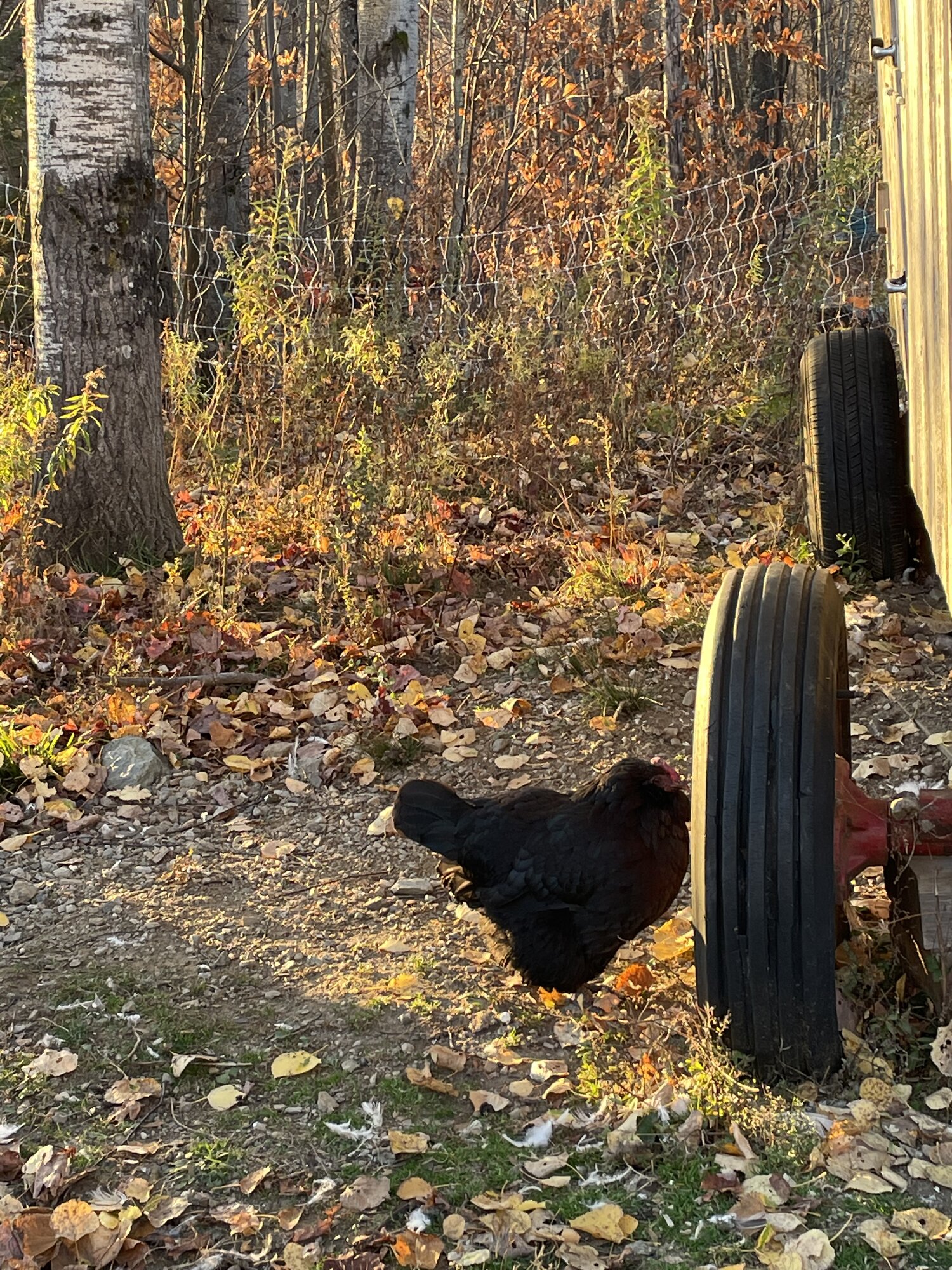 Feathers of Fall 4.jpg