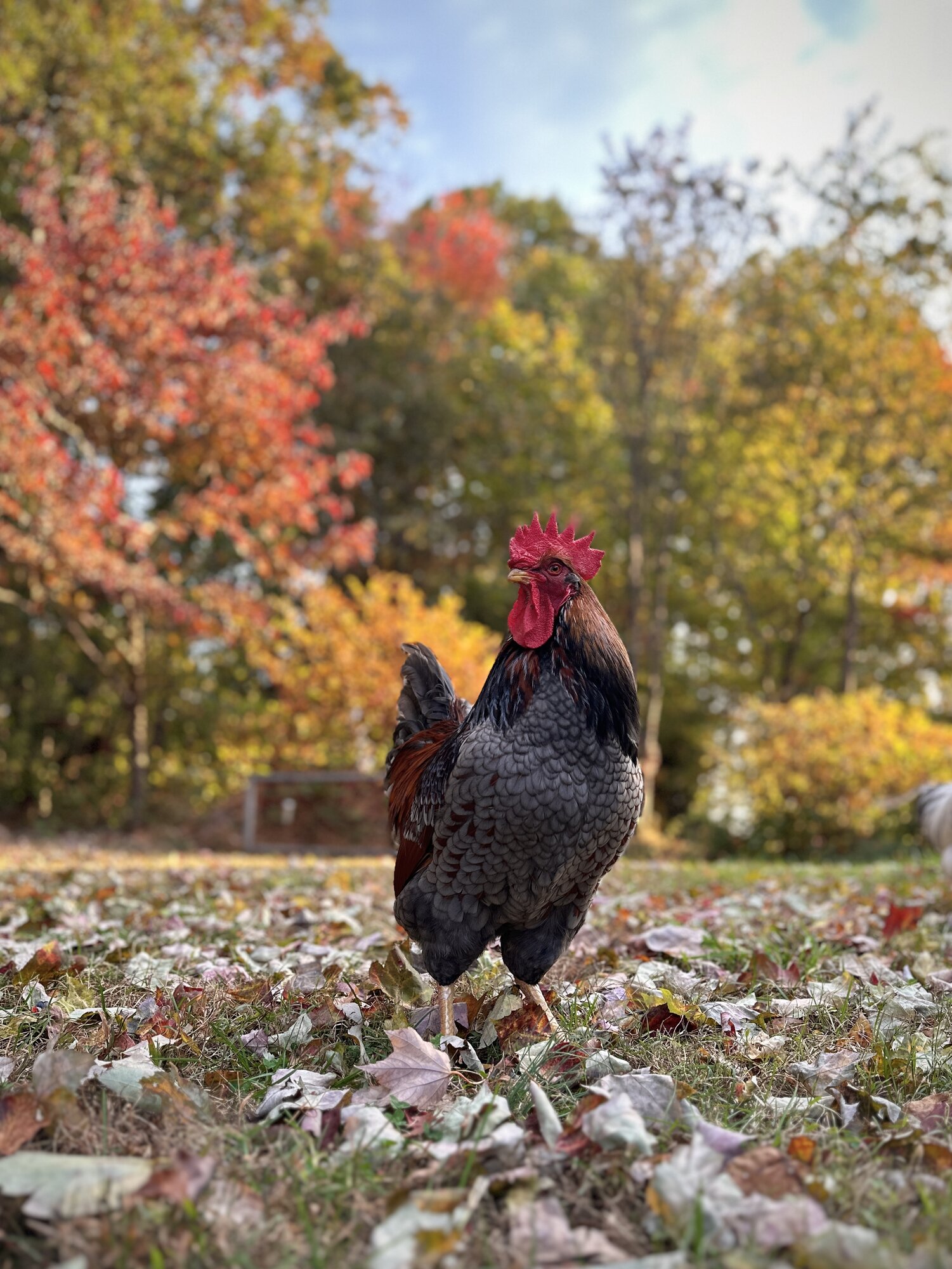 Feathers of Fall 41.jpg