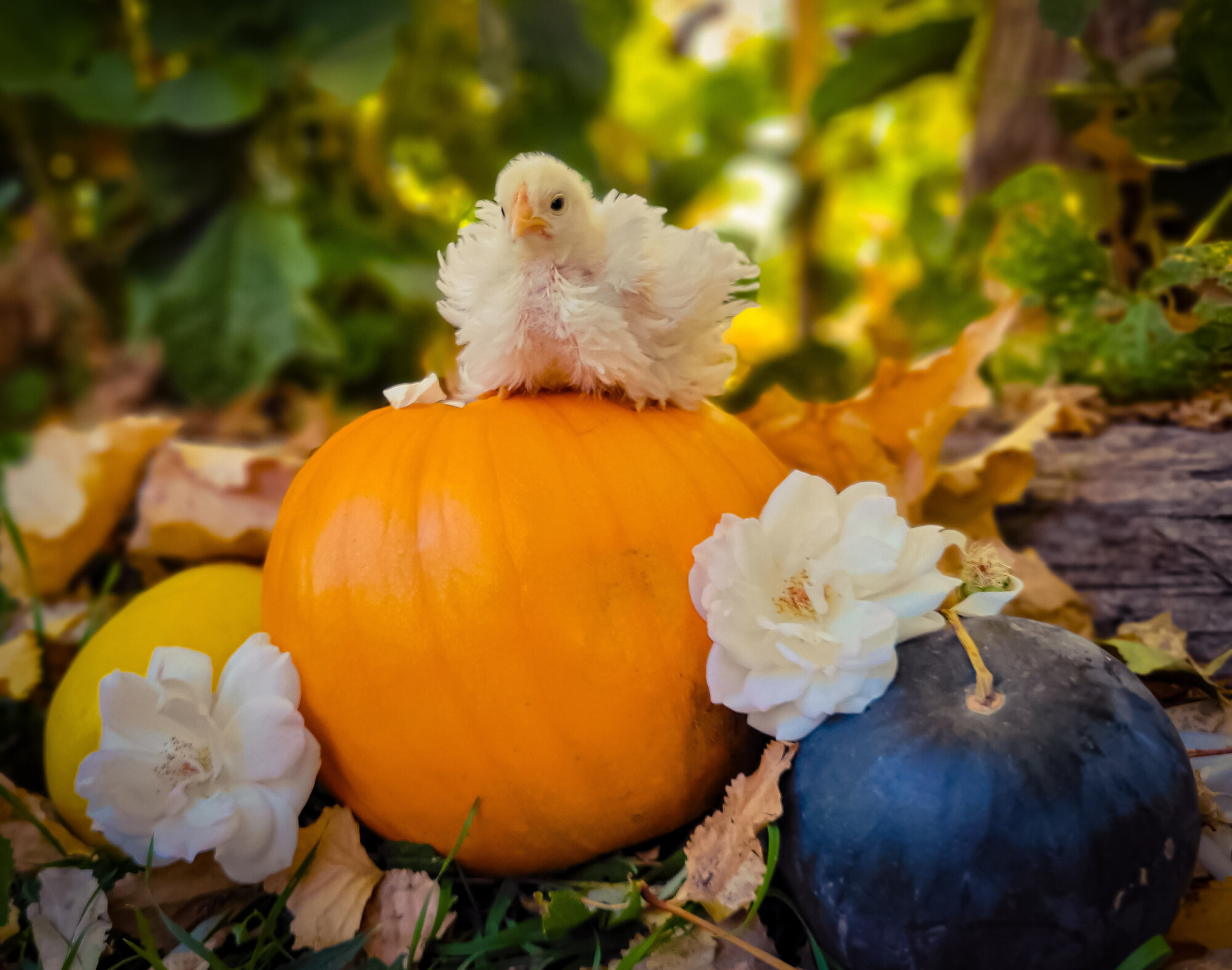 Feathers of Fall 42.jpg