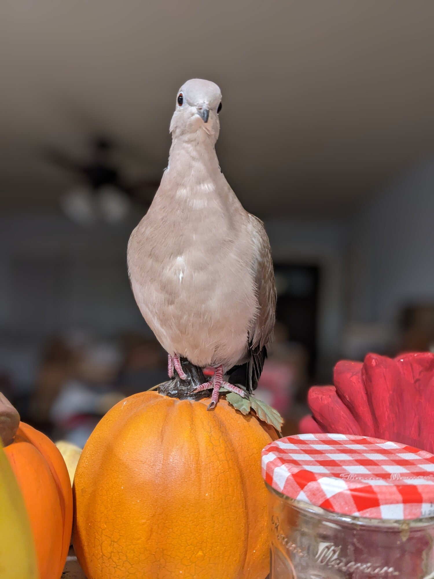 Feathers of Fall 43.png
