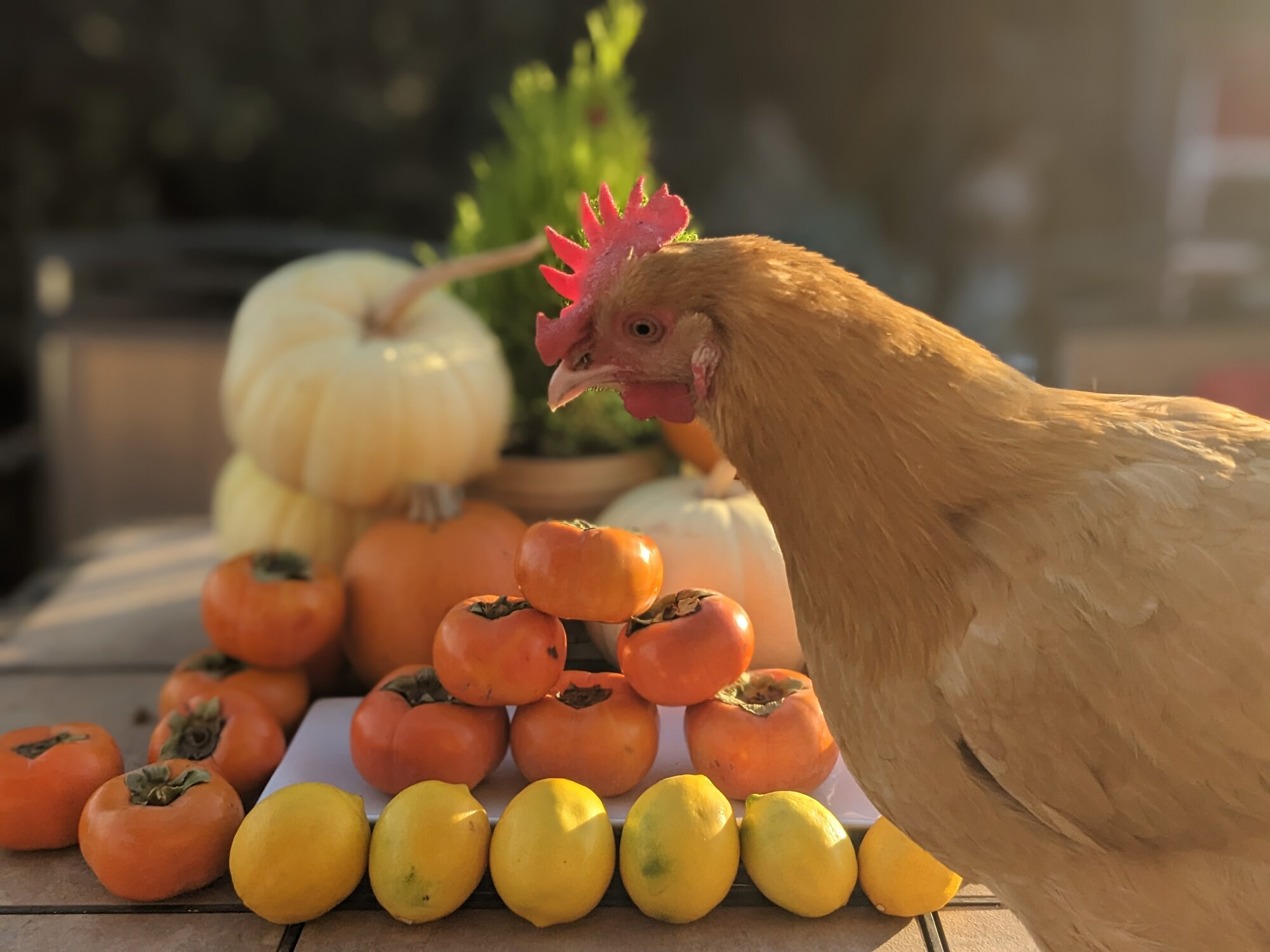 Feathers of Fall 44.png