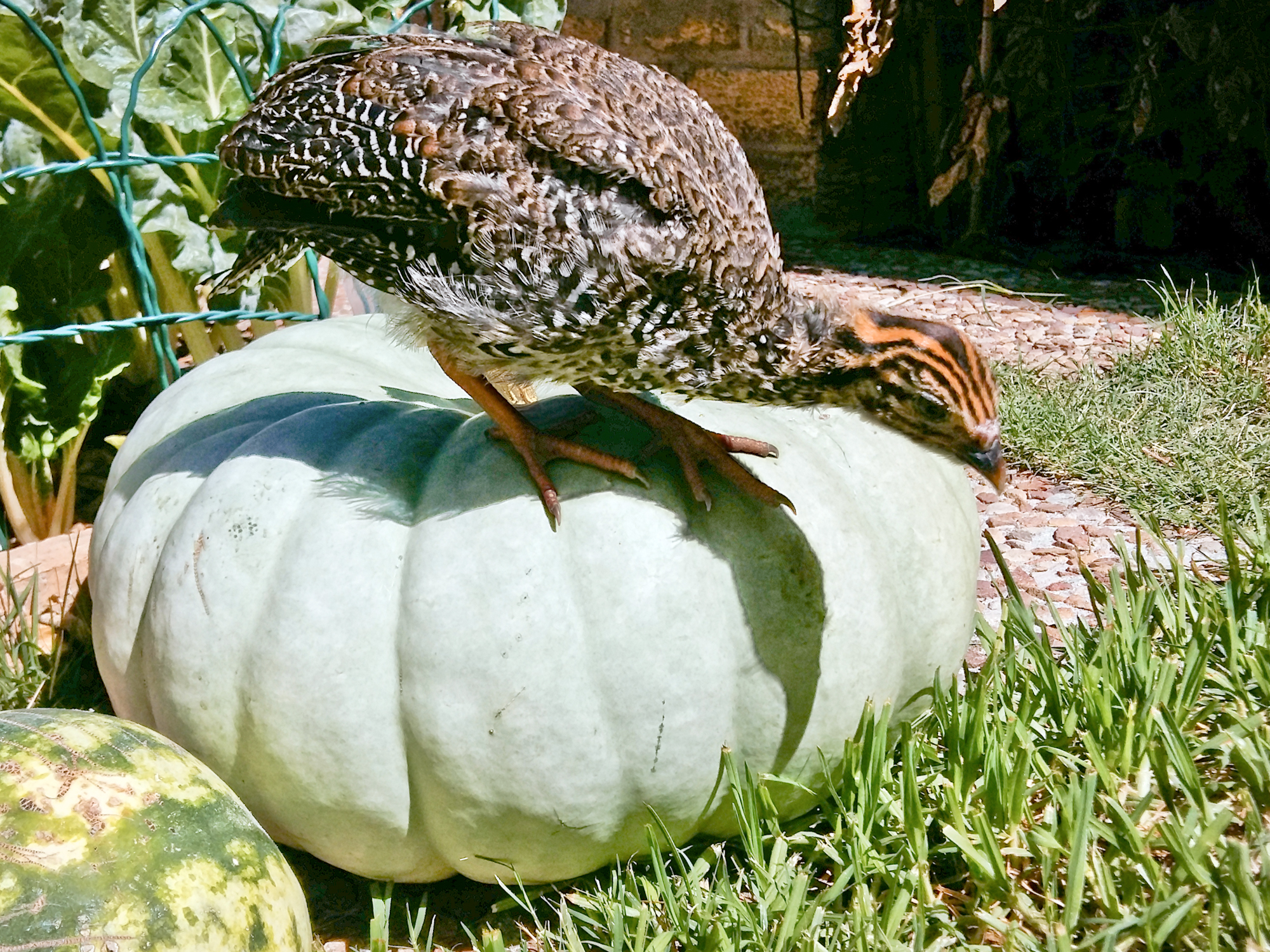 Feathers of Fall 46.jpg