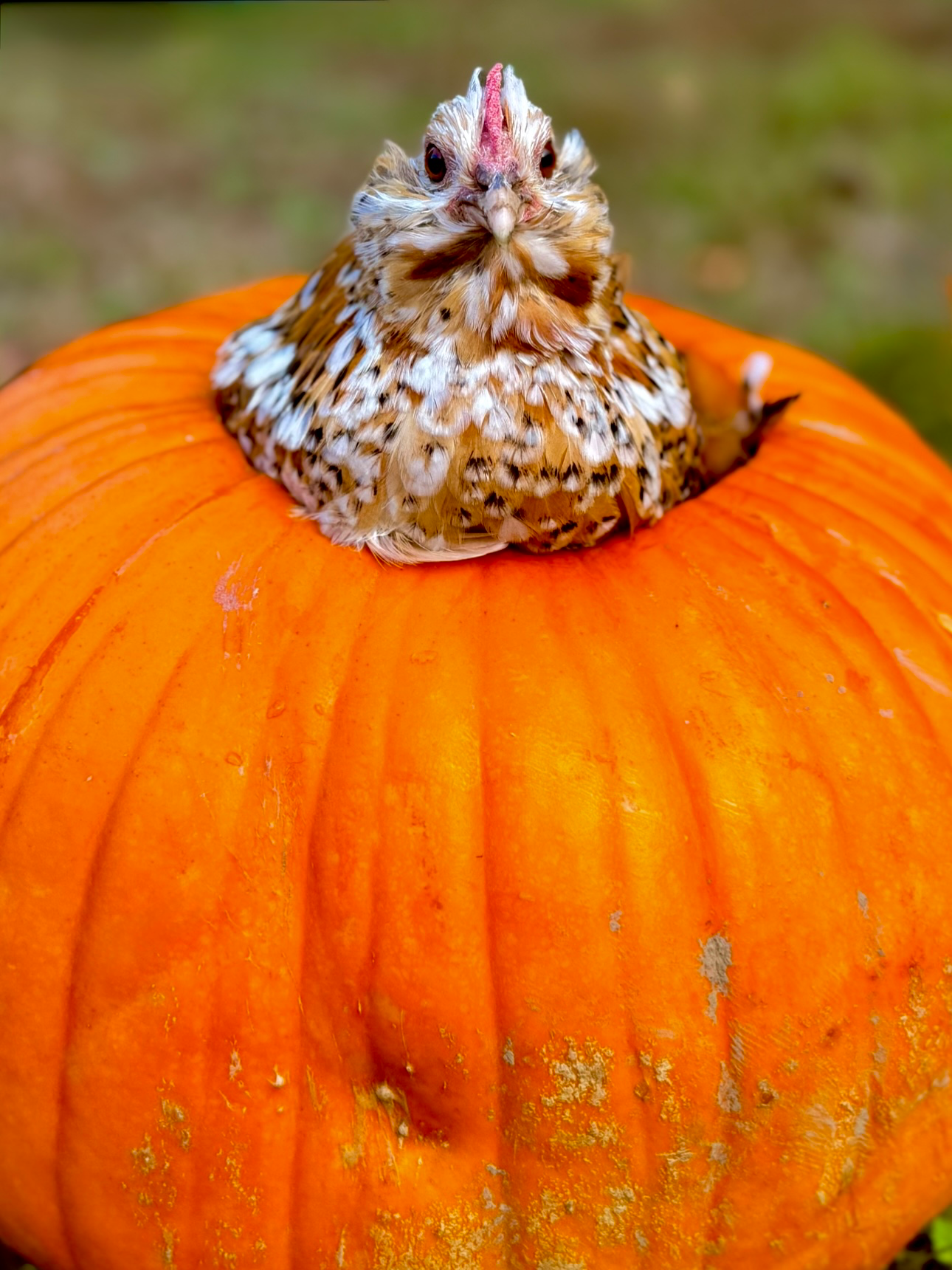 Feathers of Fall 47.png