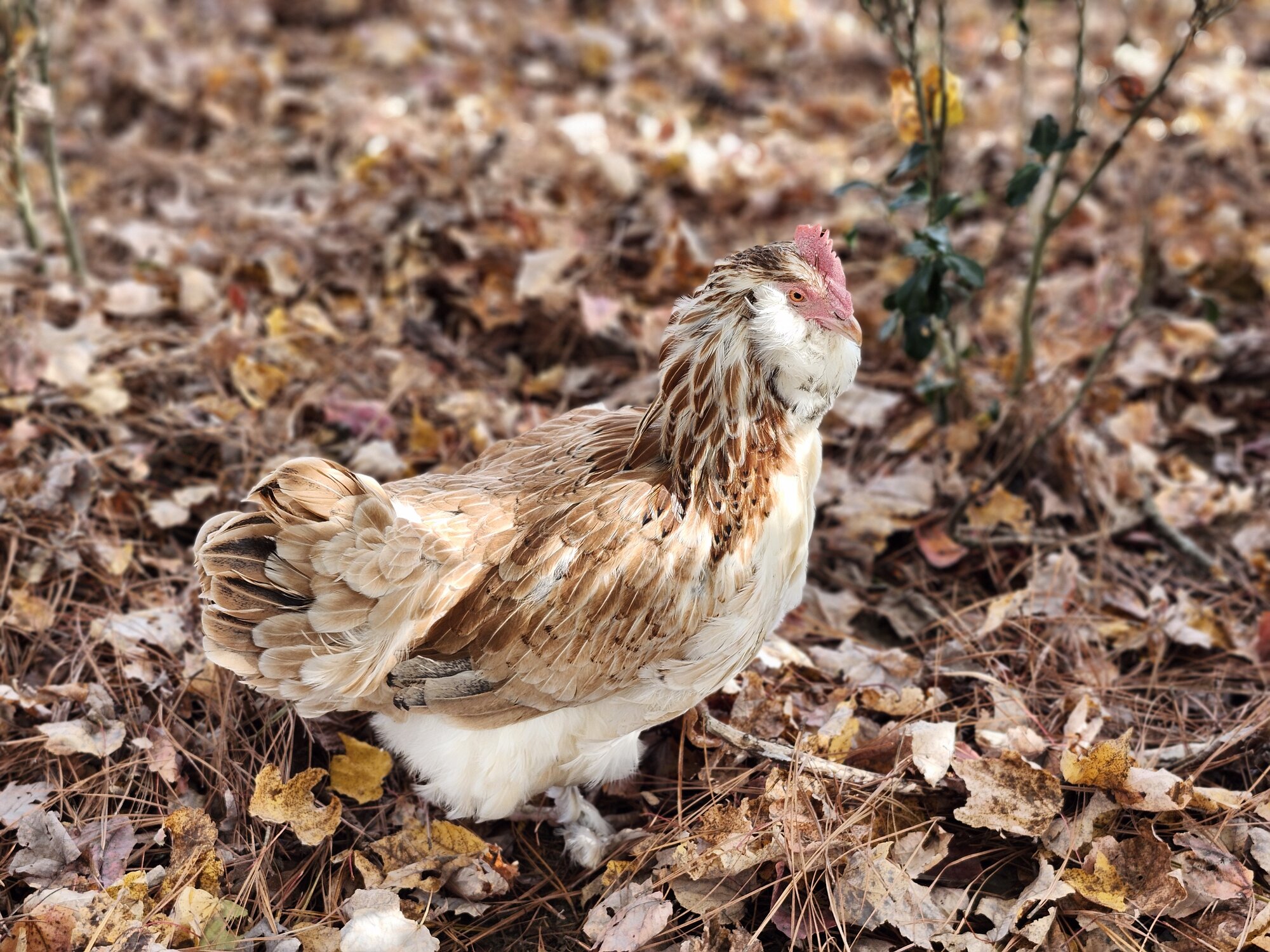 Feathers of Fall 49.jpg