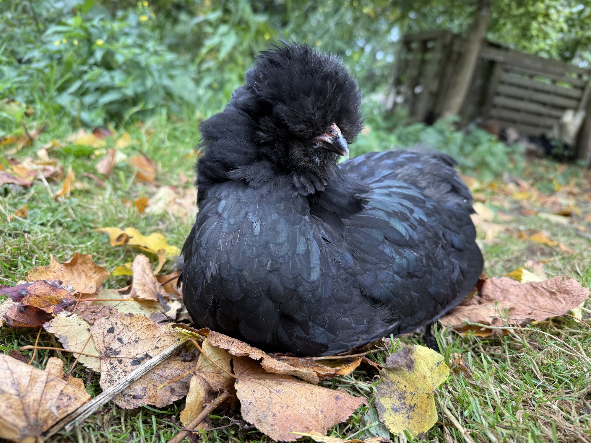 Feathers of Fall 5.jpg