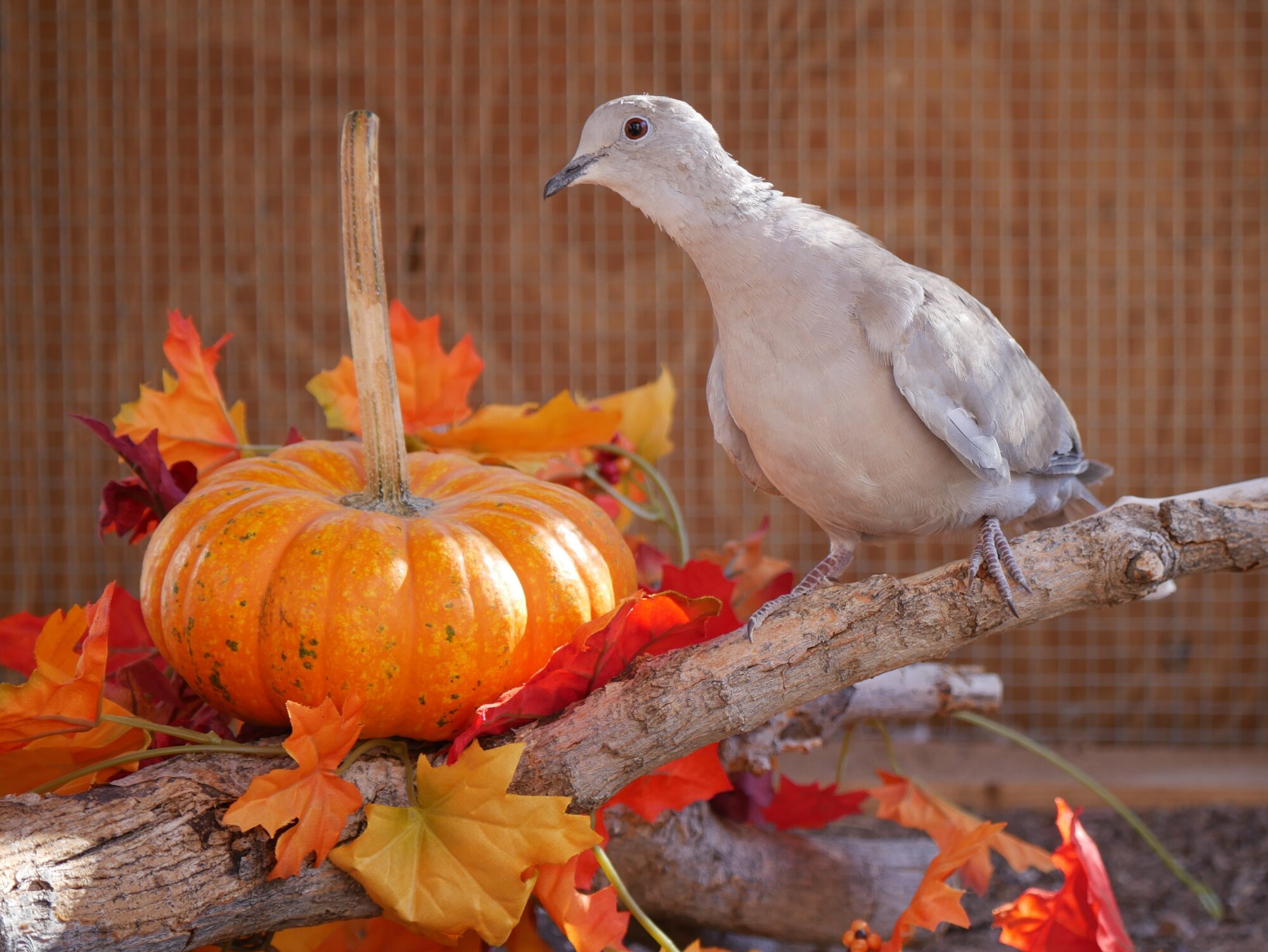 Feathers of Fall 50.jpg