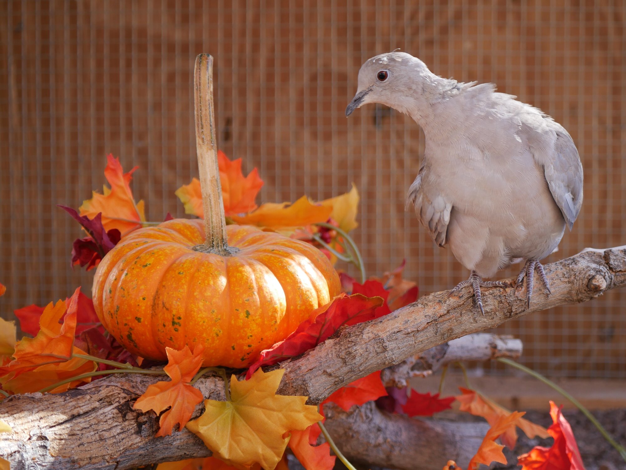 Feathers of Fall 51.jpg