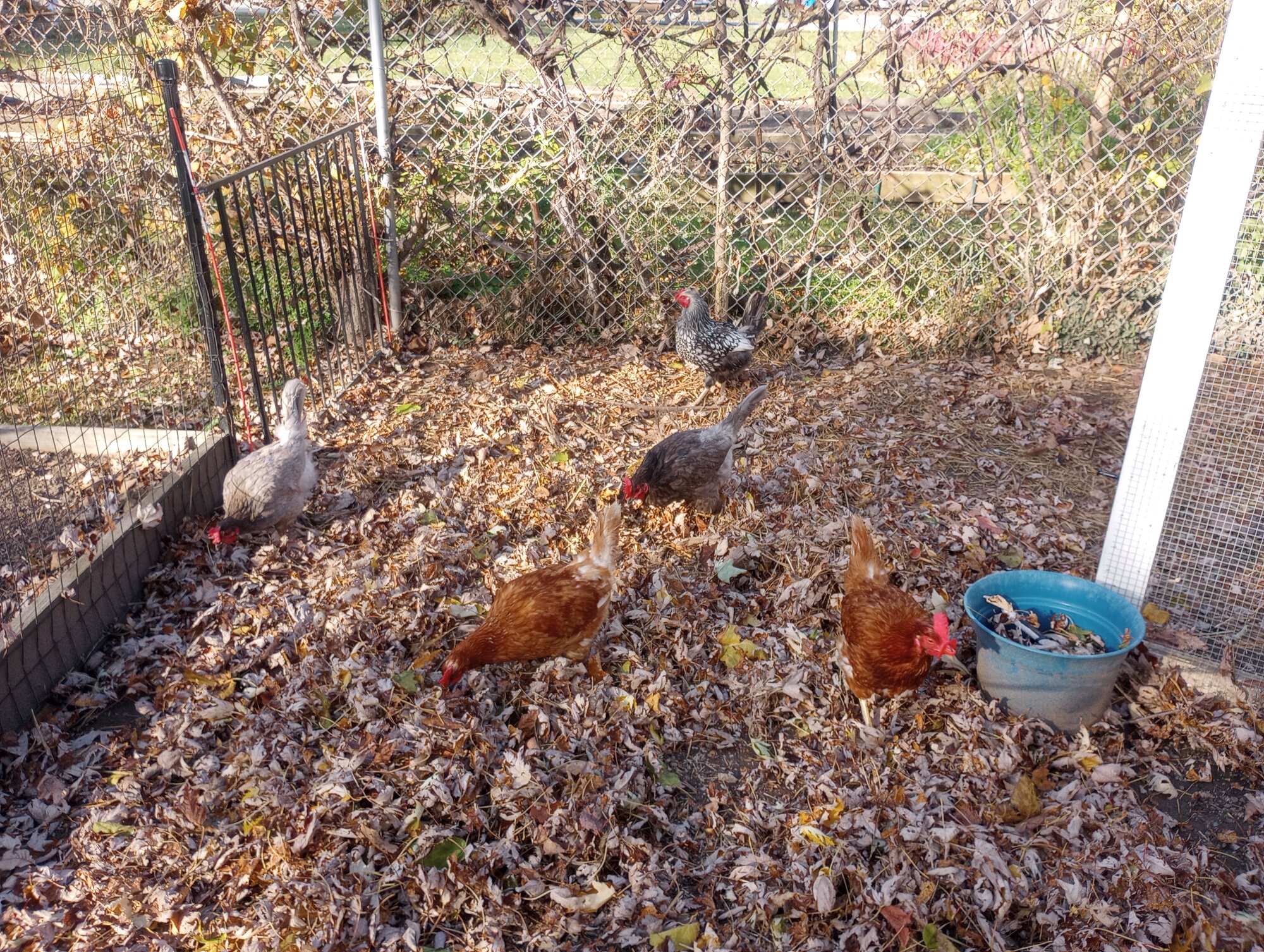 Feathers of Fall 52.jpg