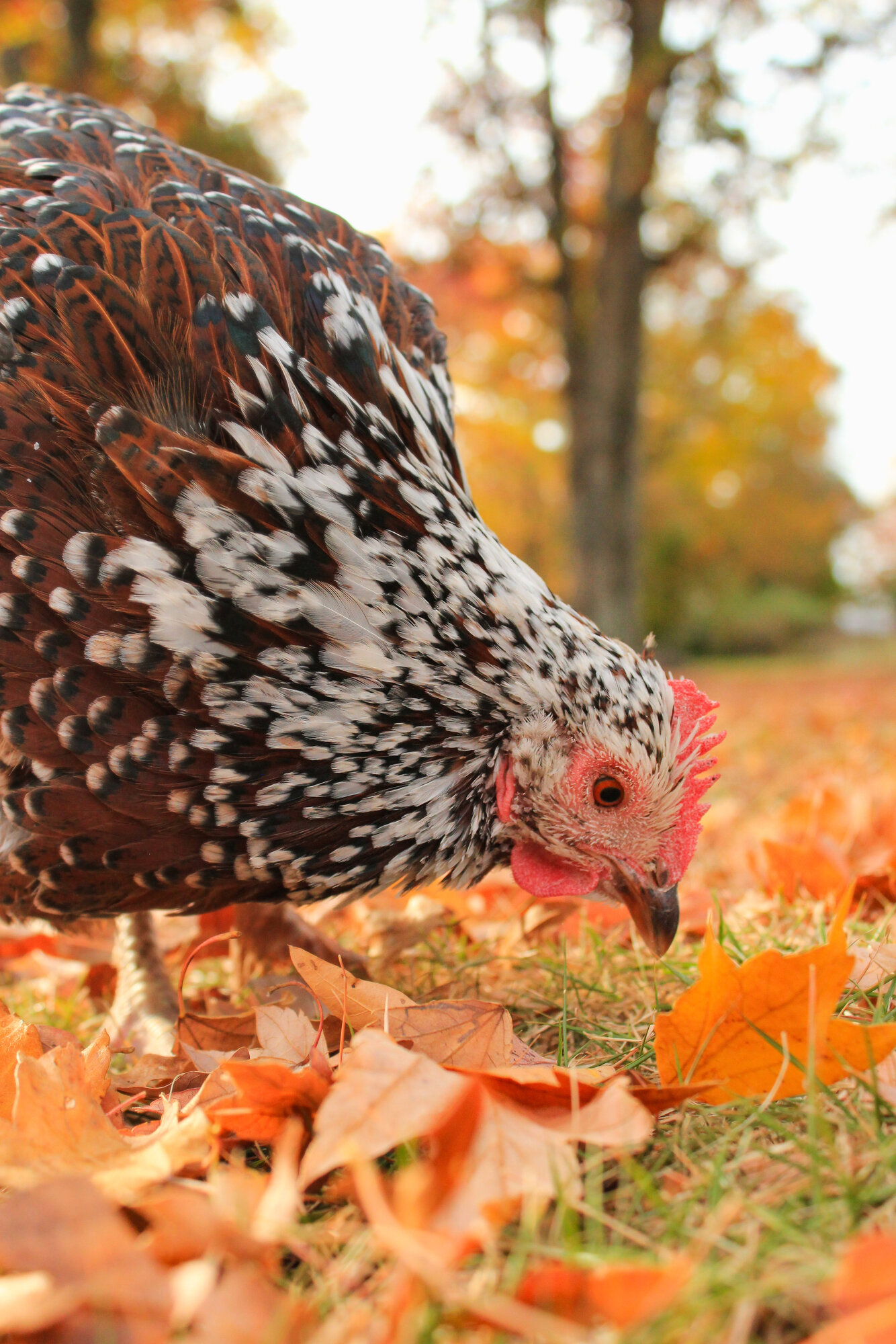Feathers of Fall 53.jpg