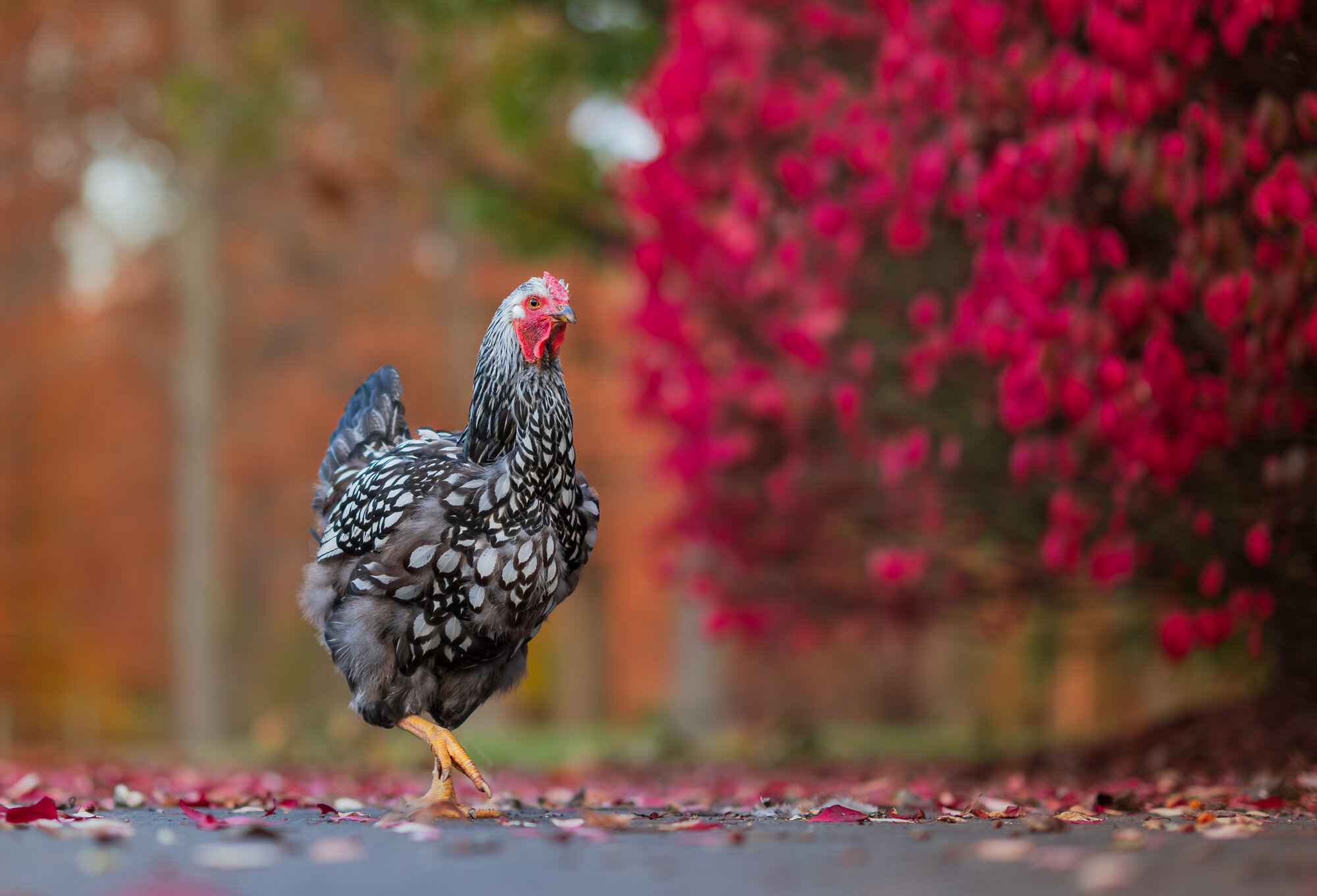 Feathers of Fall 54.jpg