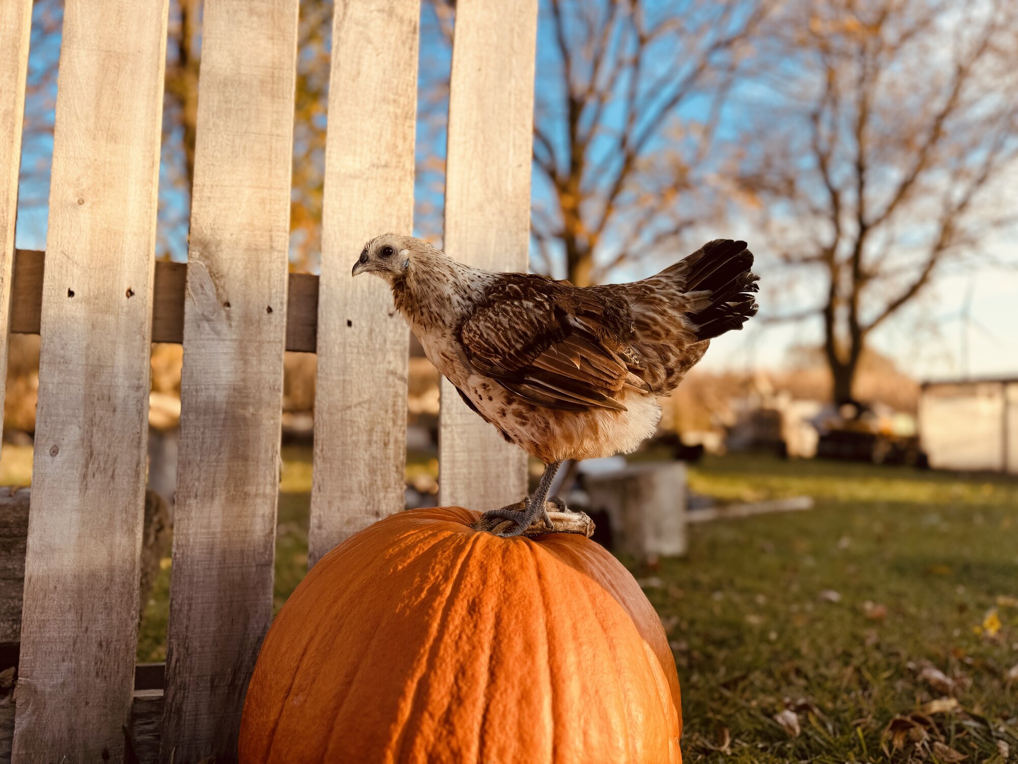 Feathers of Fall 55.jpg