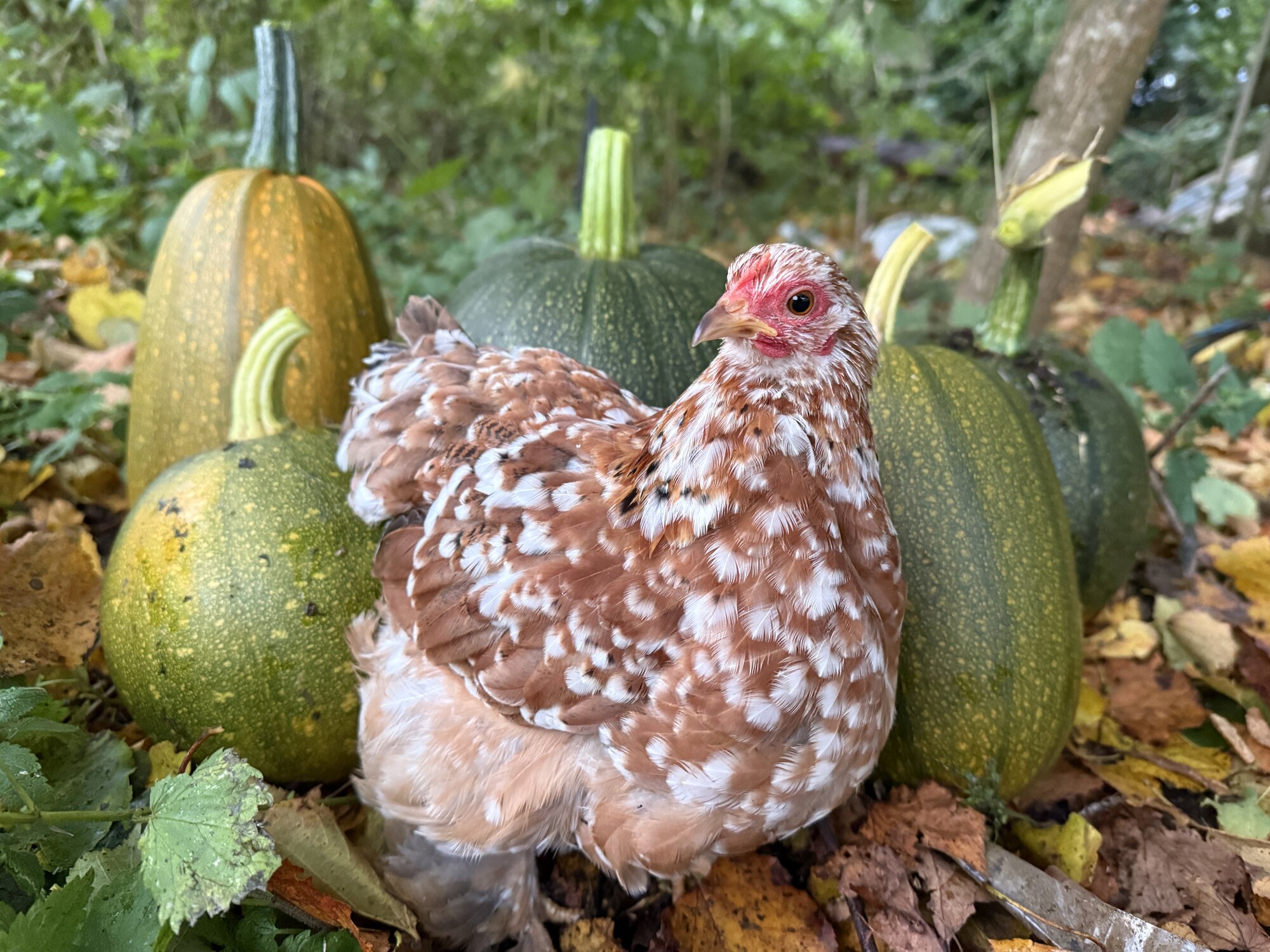 Feathers of Fall 7.jpg