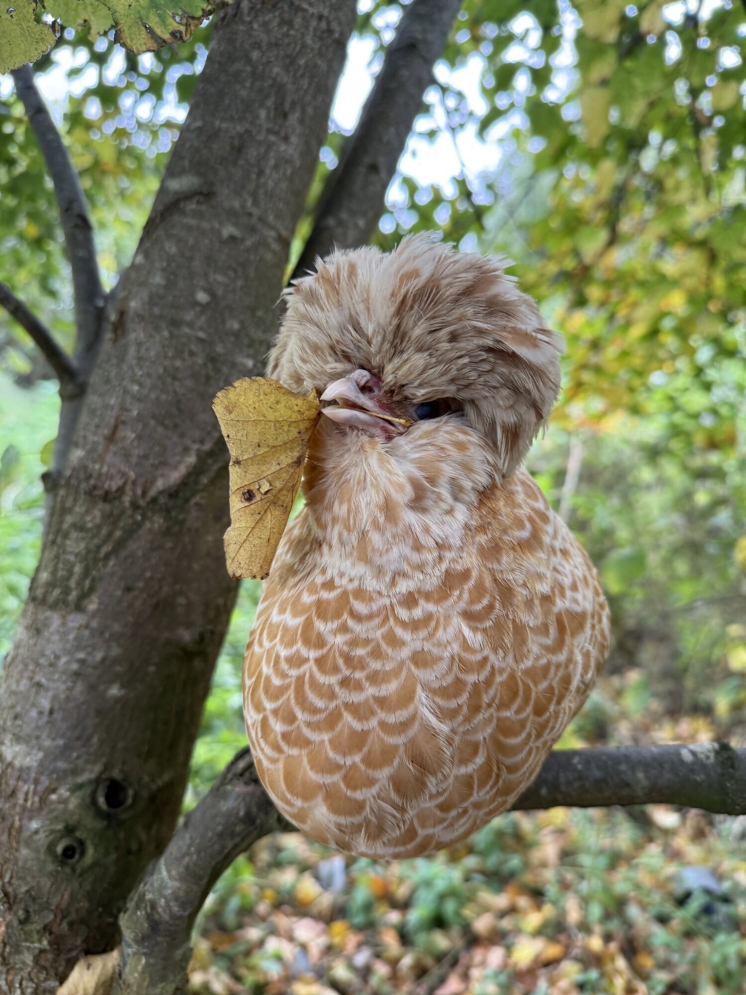 Feathers of Fall 8.jpg