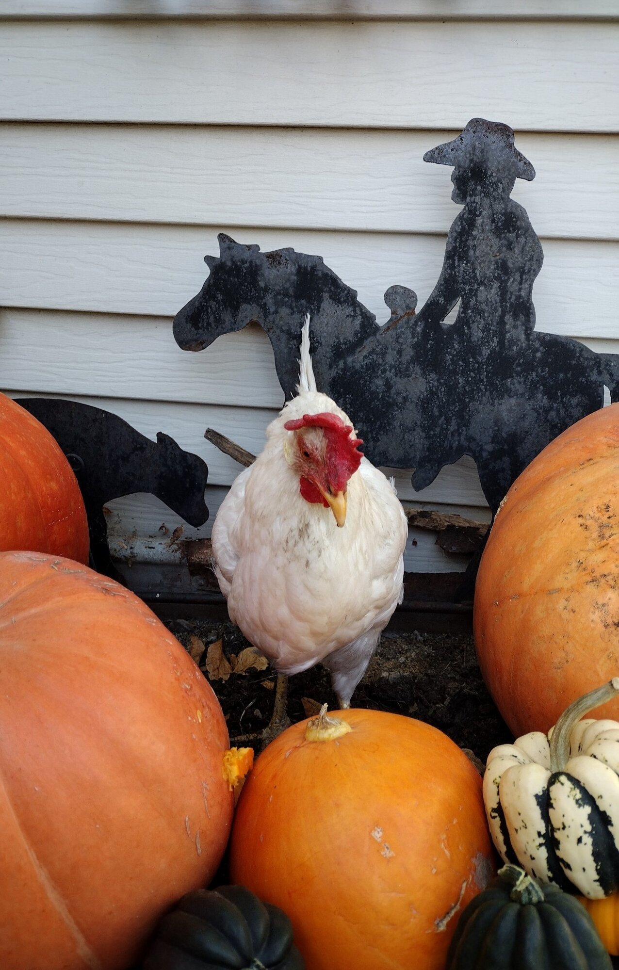 Feathers of Fall 9.jpg