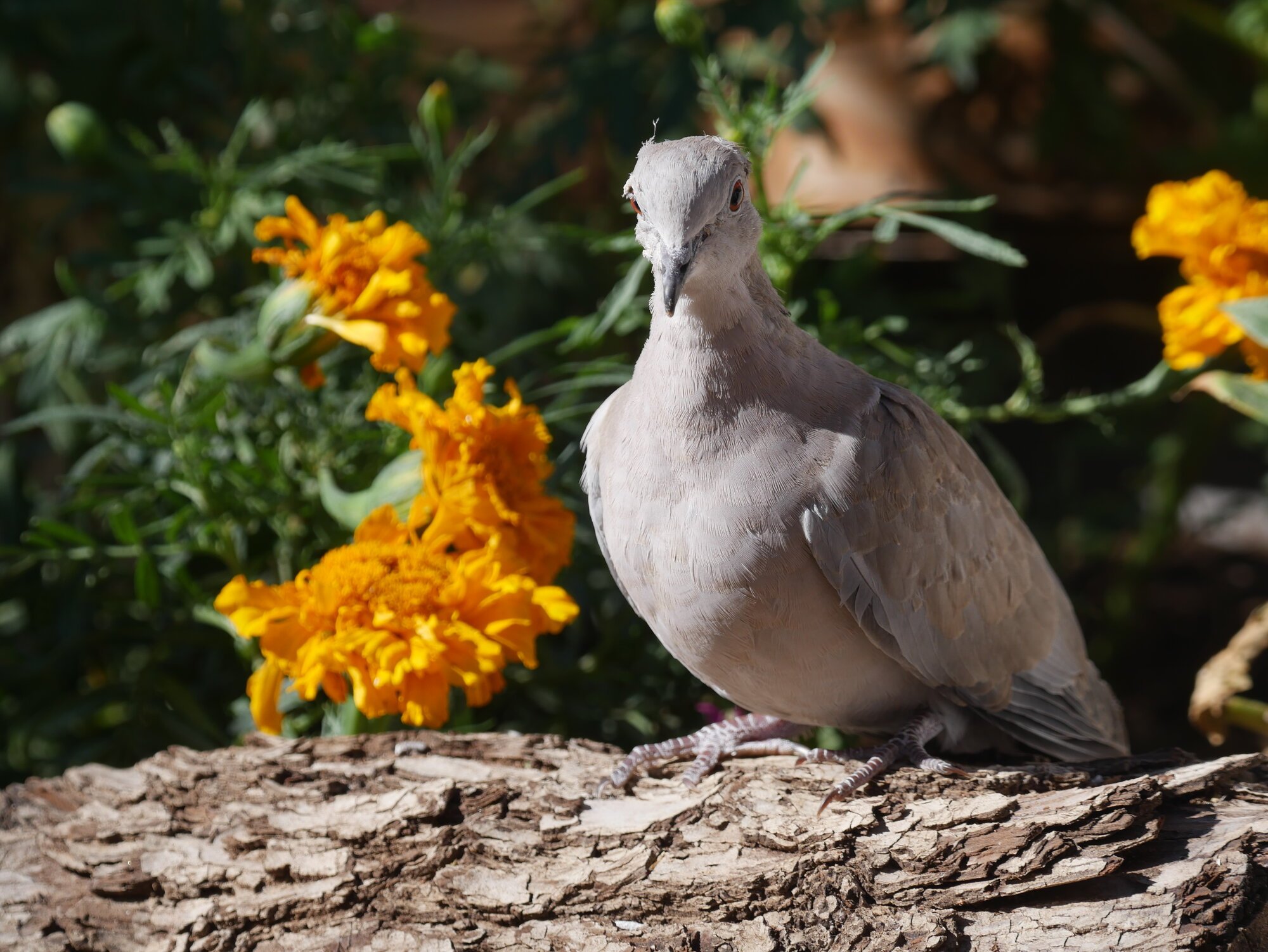 Feathers of Fall Photo Contest—BYC's 2025 Spooktacular Halloween Hatch-Along 1.jpg