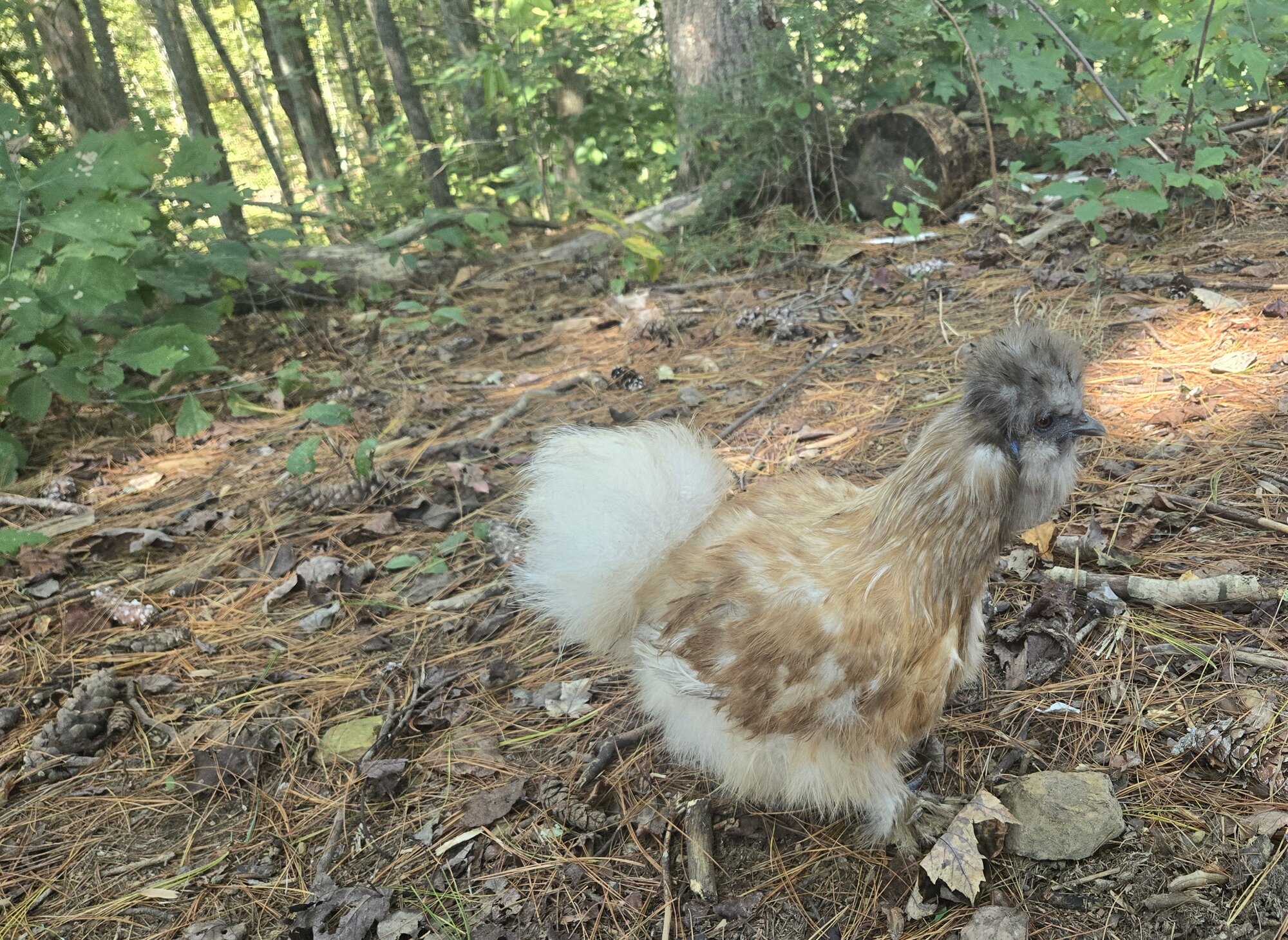 Feathers of Fall Photo Contest—BYC's 2025 Spooktacular Halloween Hatch-Along 11.jpg
