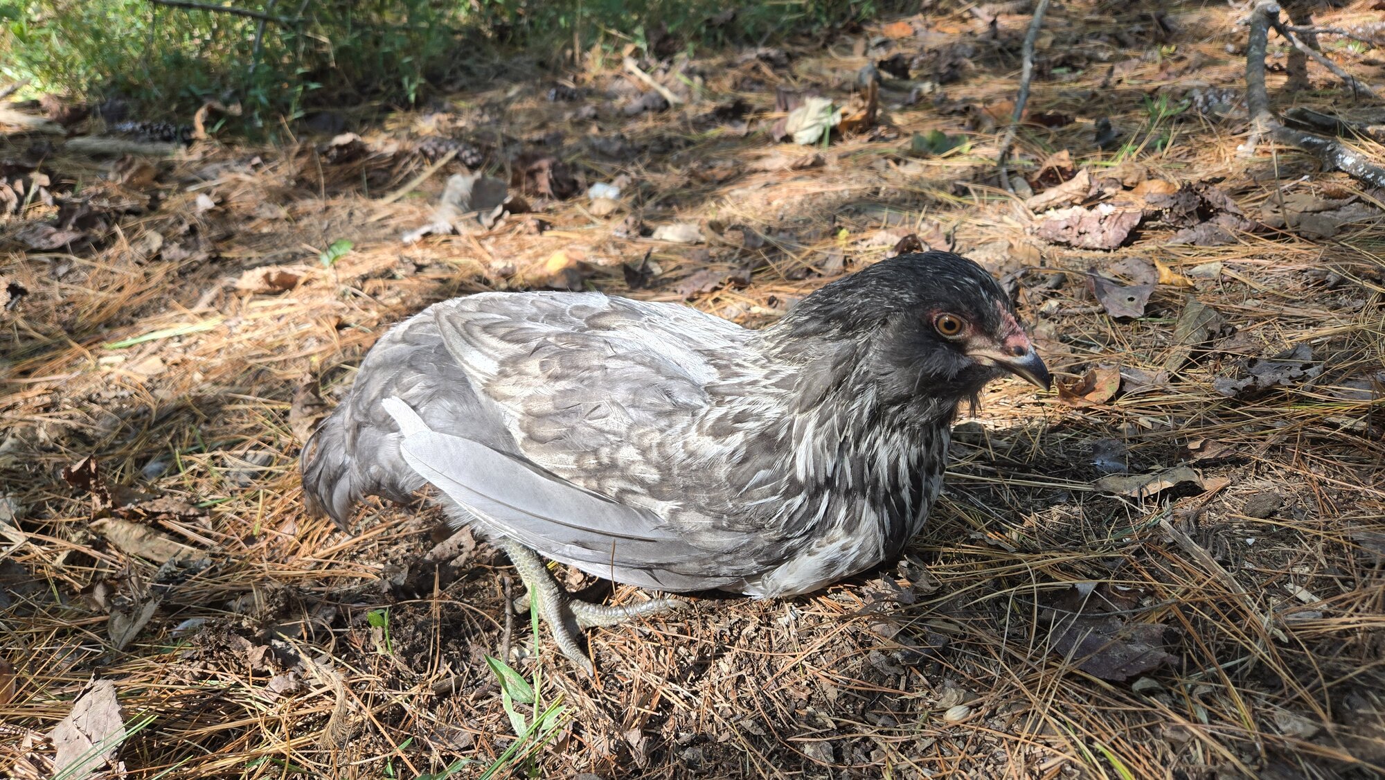 Feathers of Fall Photo Contest—BYC's 2025 Spooktacular Halloween Hatch-Along 13.jpg