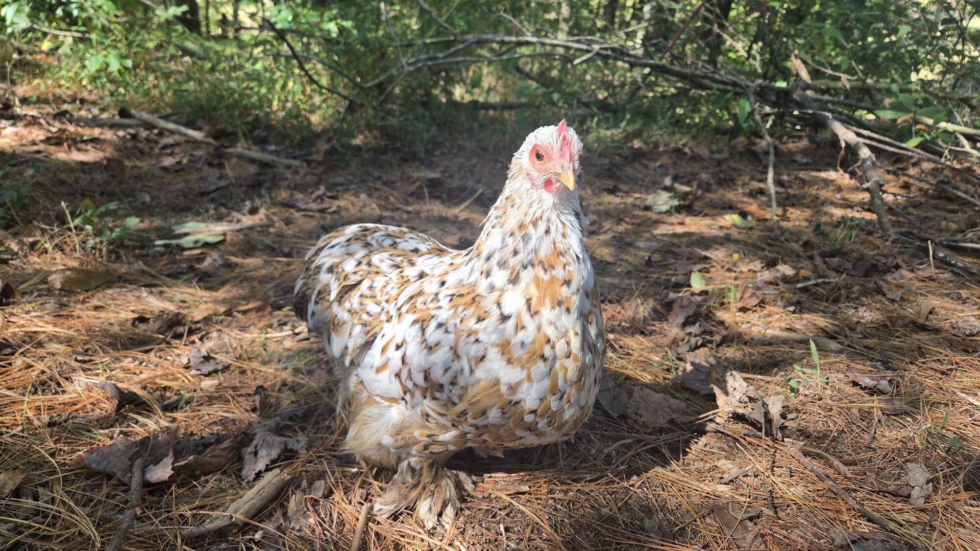 Feathers of Fall Photo Contest—BYC's 2025 Spooktacular Halloween Hatch-Along 14.jpg